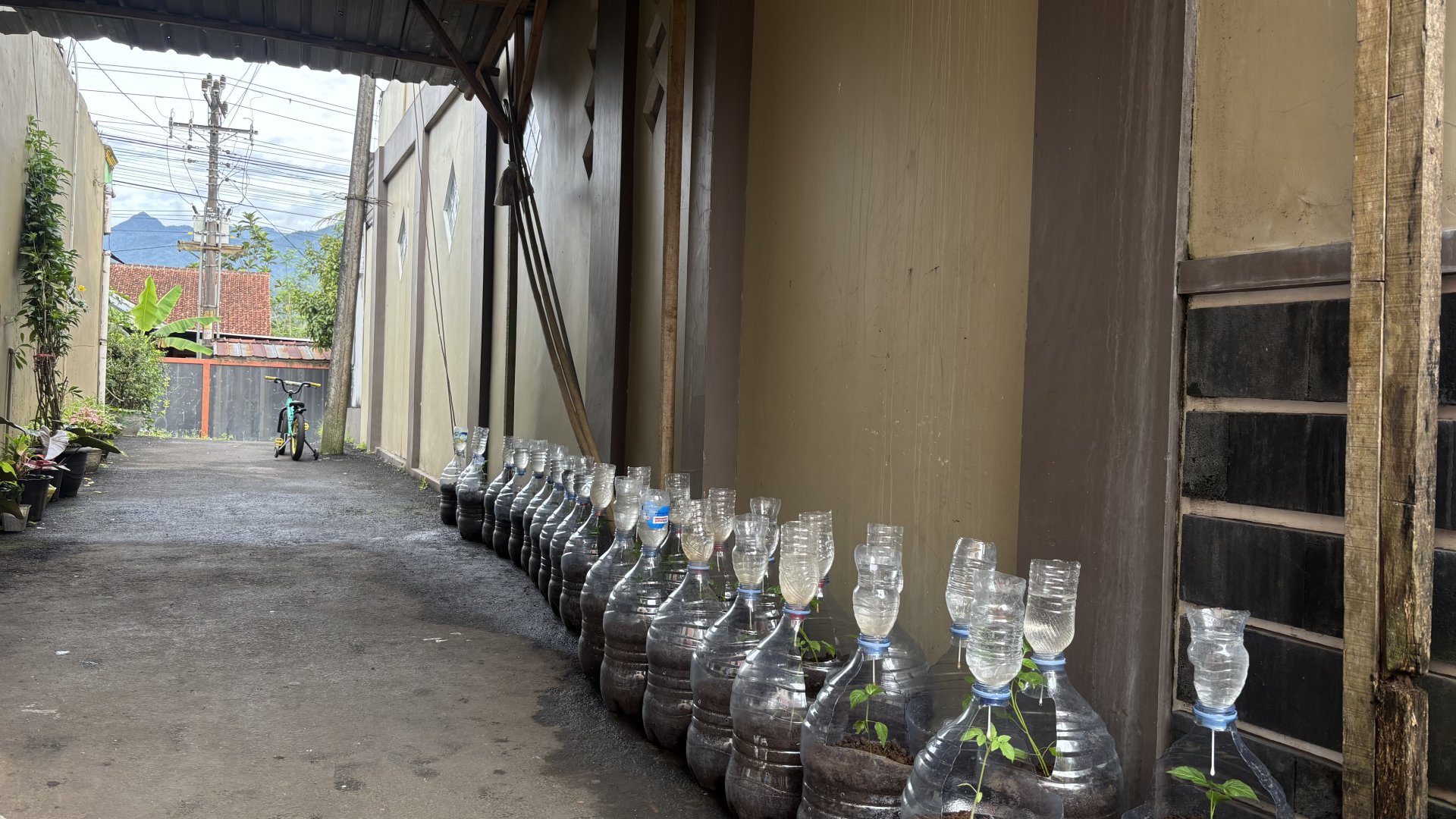 Monitoring intensifikasi pekarangan