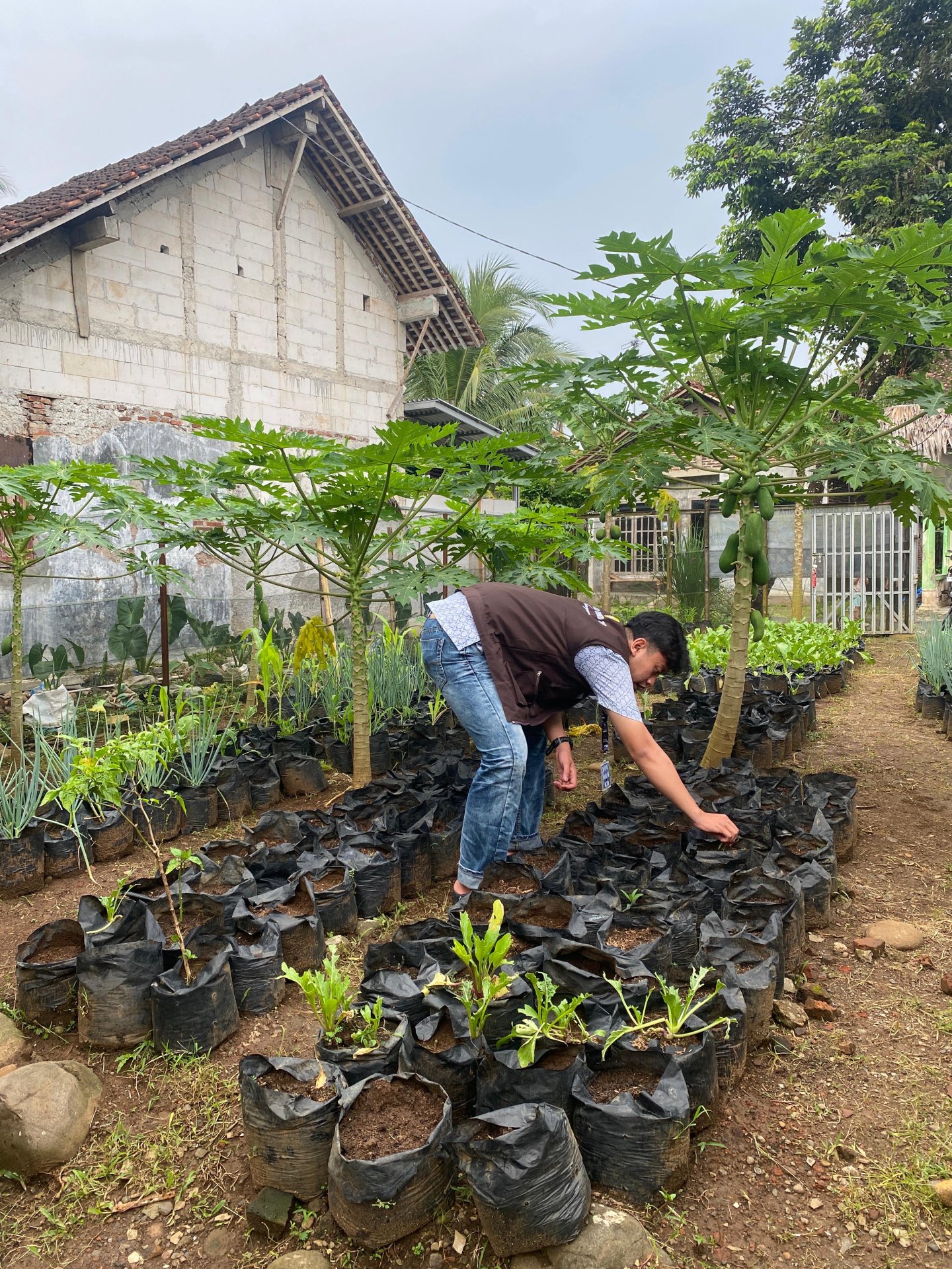 Monitoring Intensifikasi pekarangan