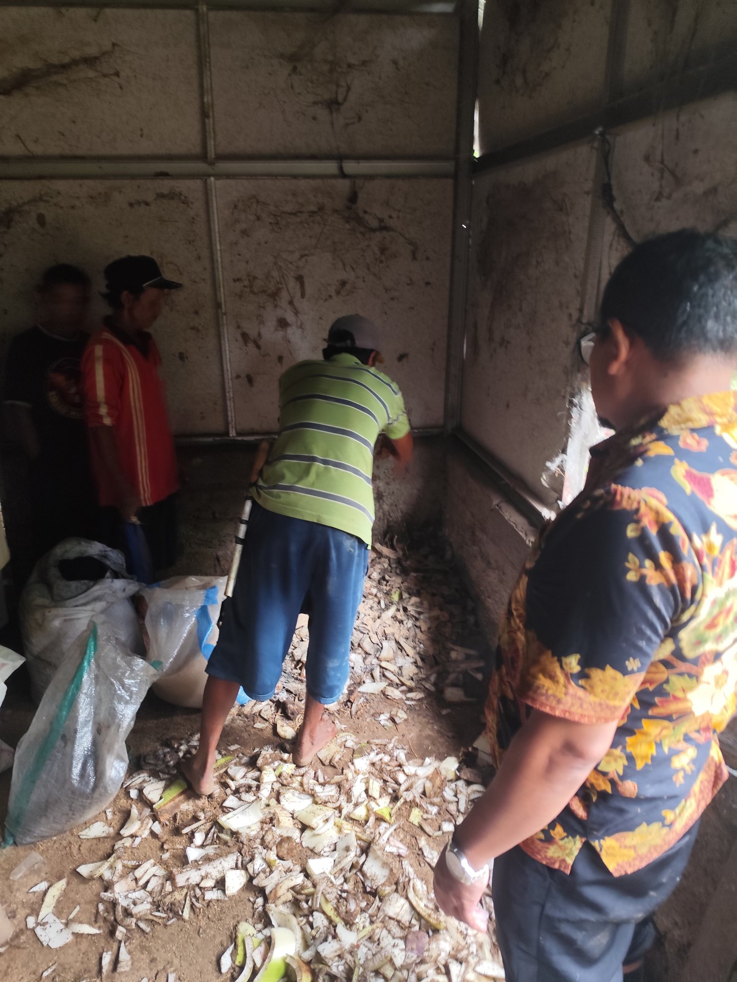 Pembuatan pupuk kohe