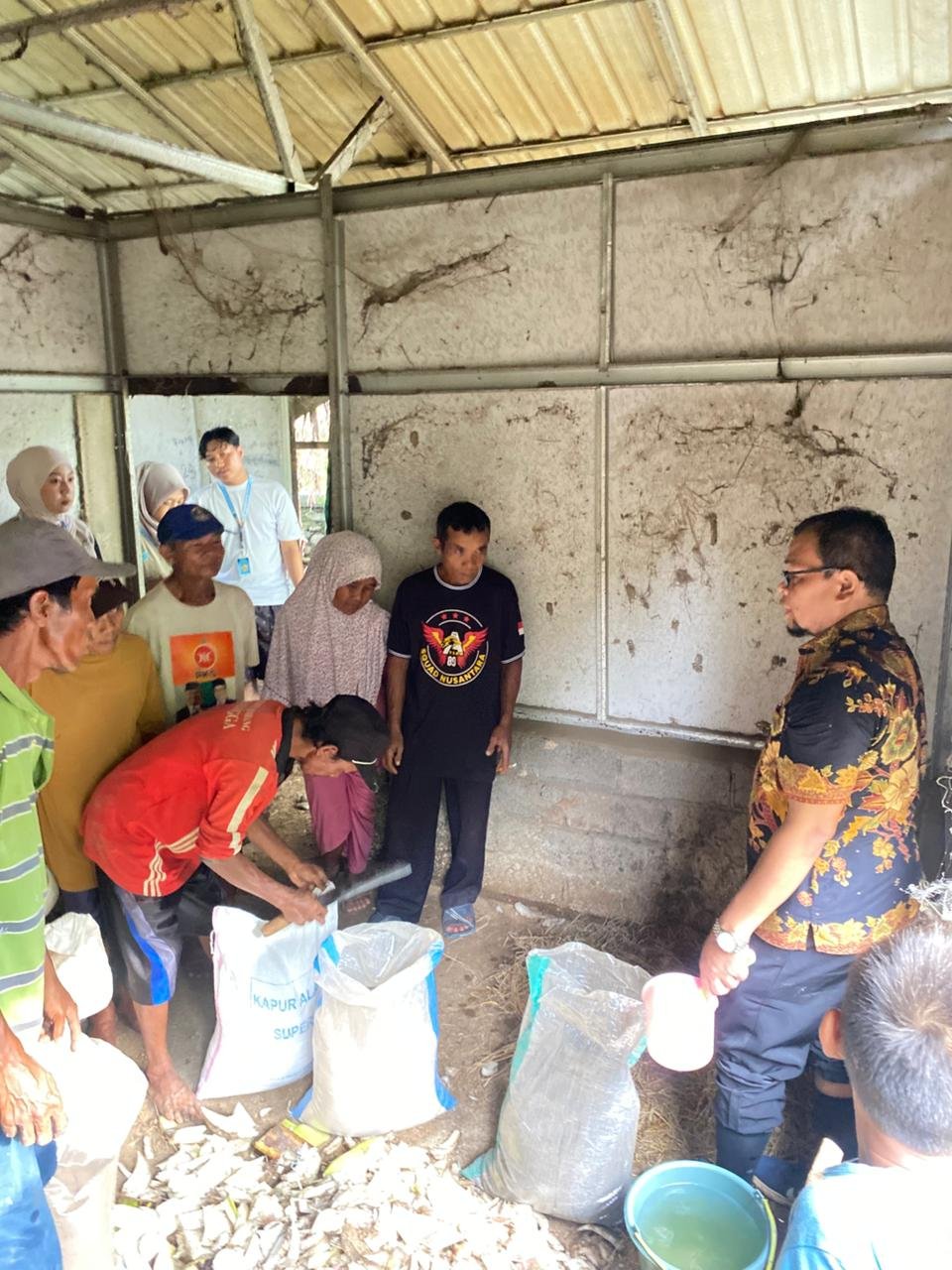 Pembuatan pupuk kohe