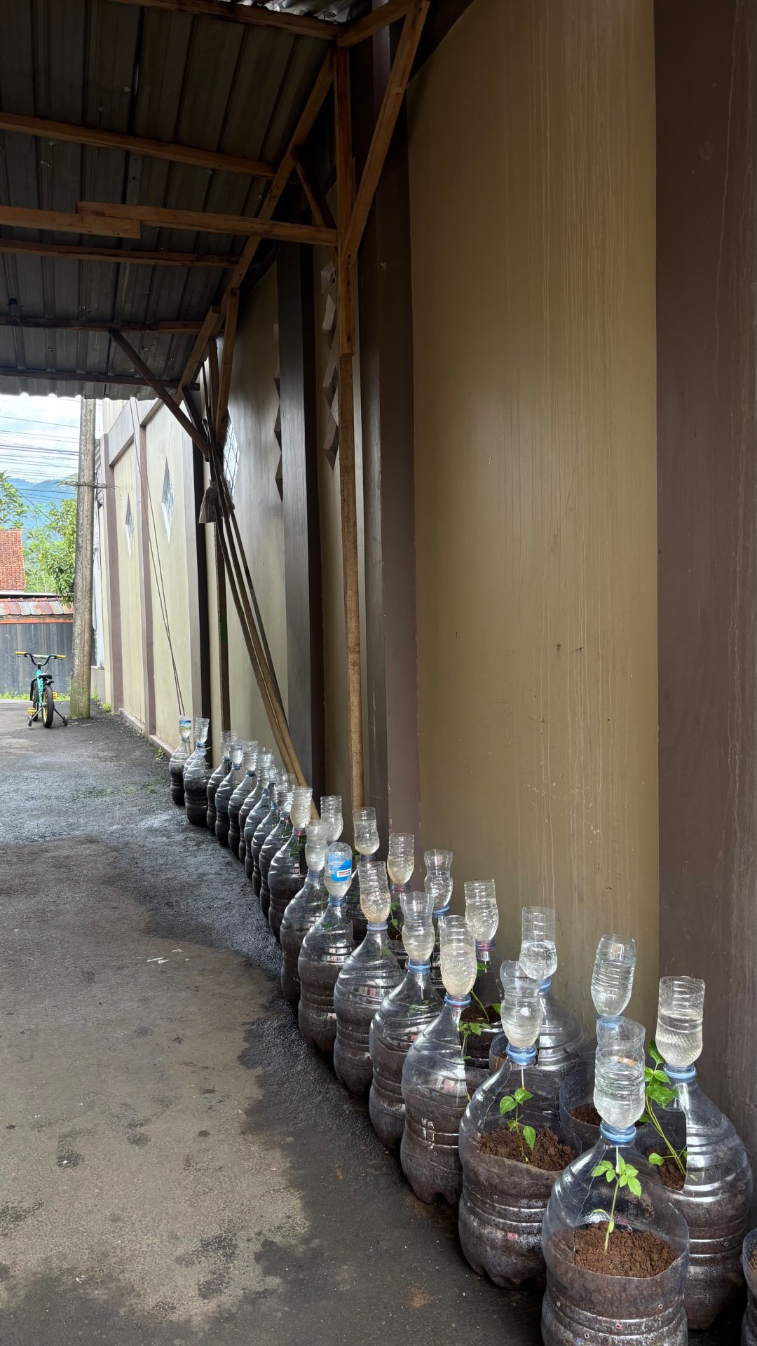 monitoring tanaman hasil intensifikasi perkarangan