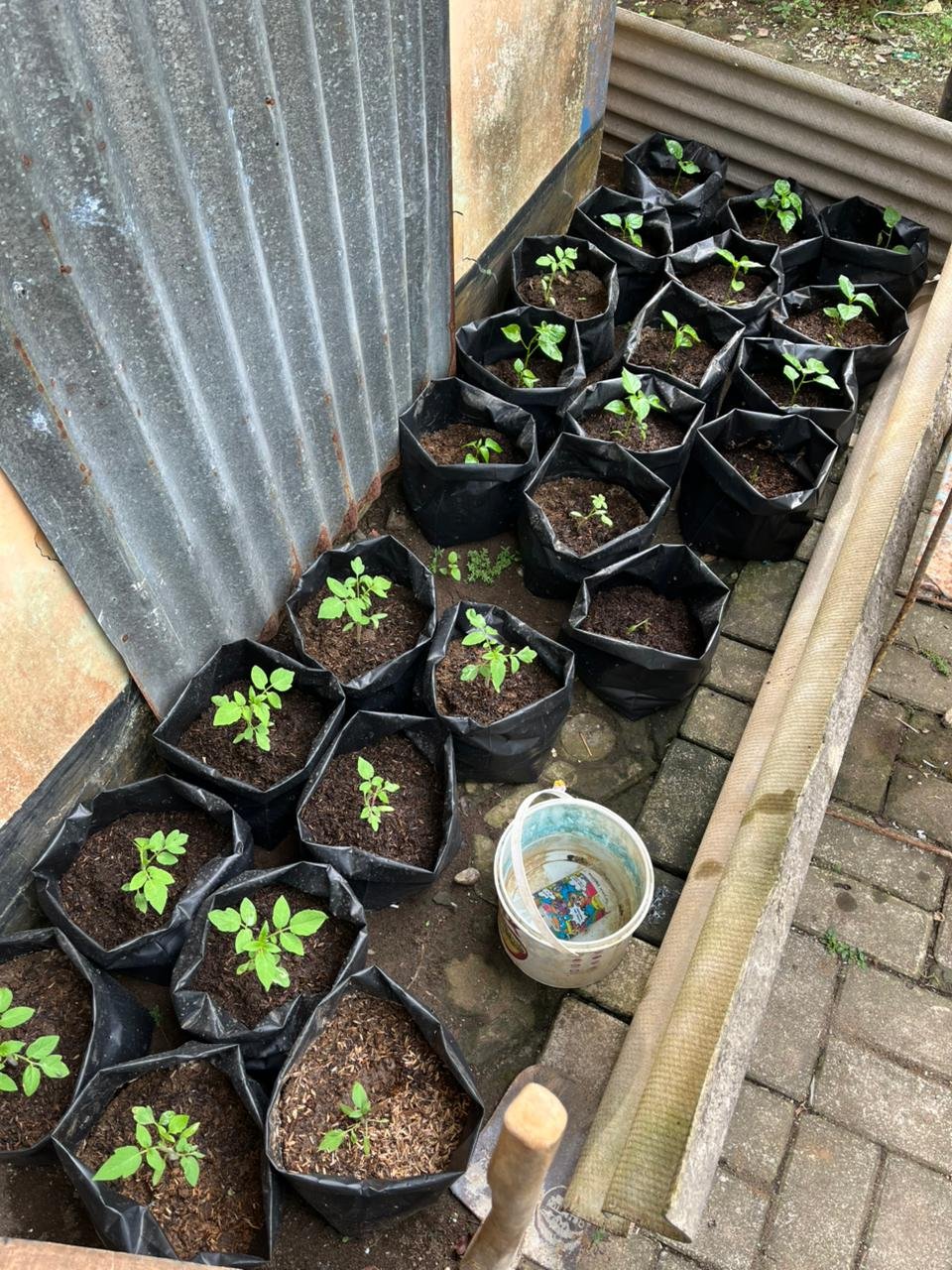 Controlling Intensifikasi Pekarangan hari ke-6