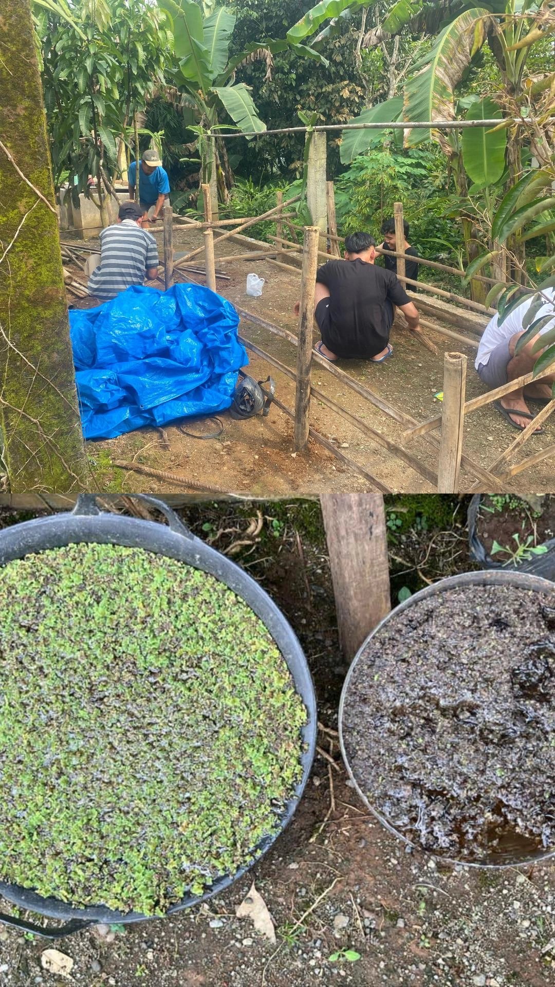 Pembuatan Kolam Budidaya Azolla