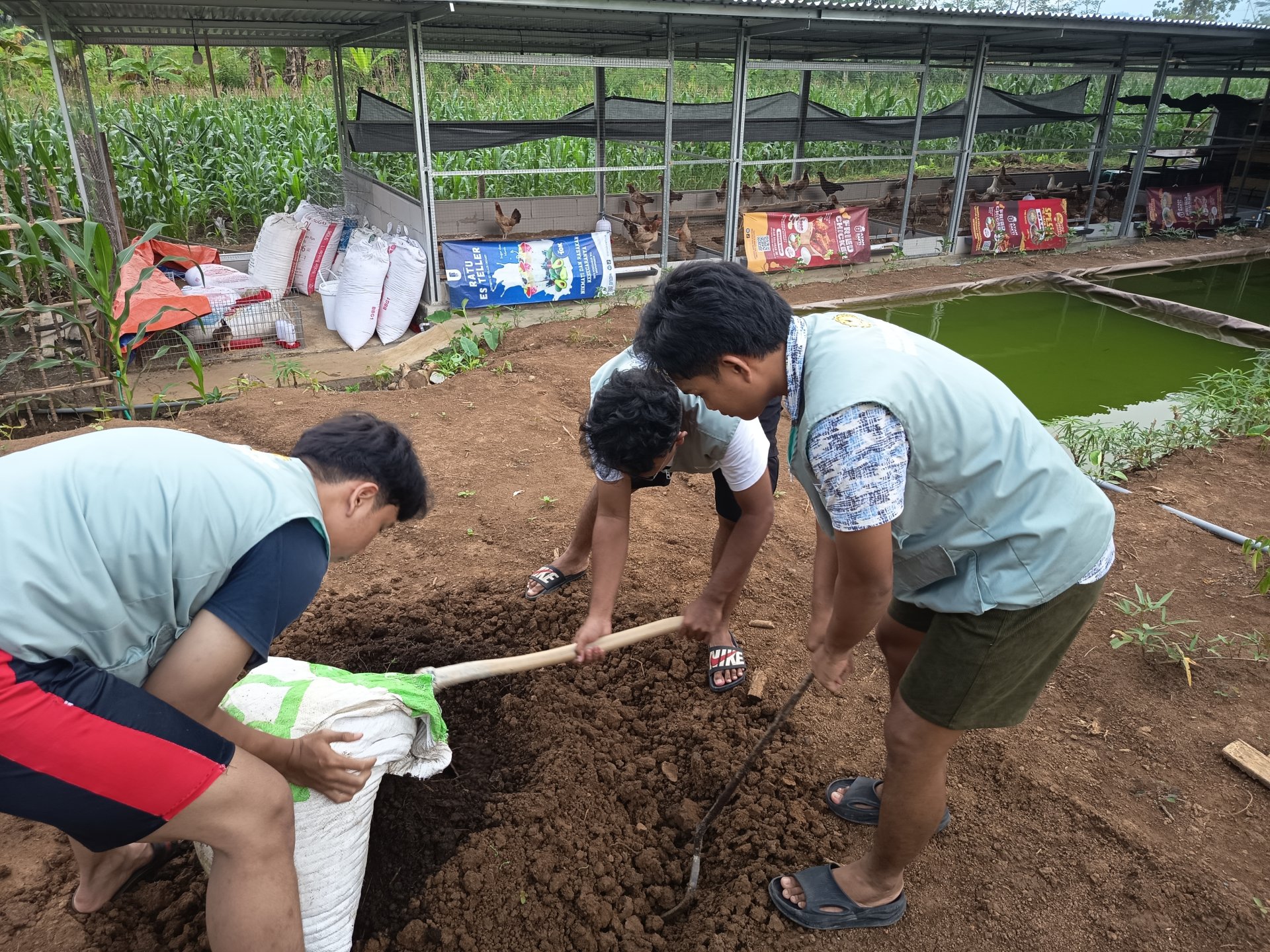 Membantu menyiapkan media tanam untuk edufarm
