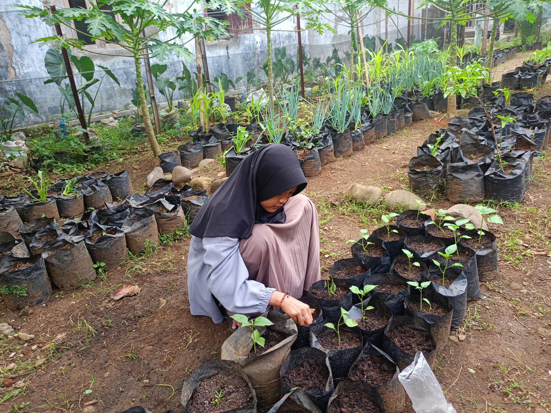 Monitoring Cabai dan Kangkung