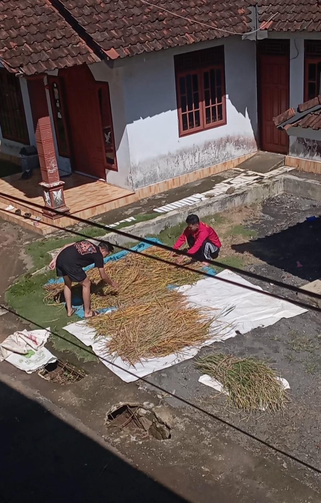 Persiapan Jerami  untuk Kegiatan Program Esok Hari