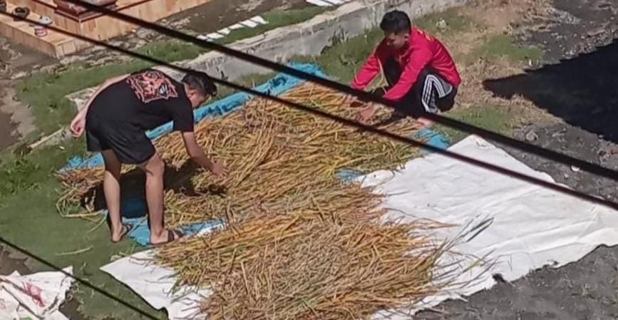 menjemur jerami sebagai bahan baku utama pembuatan pakan ternak