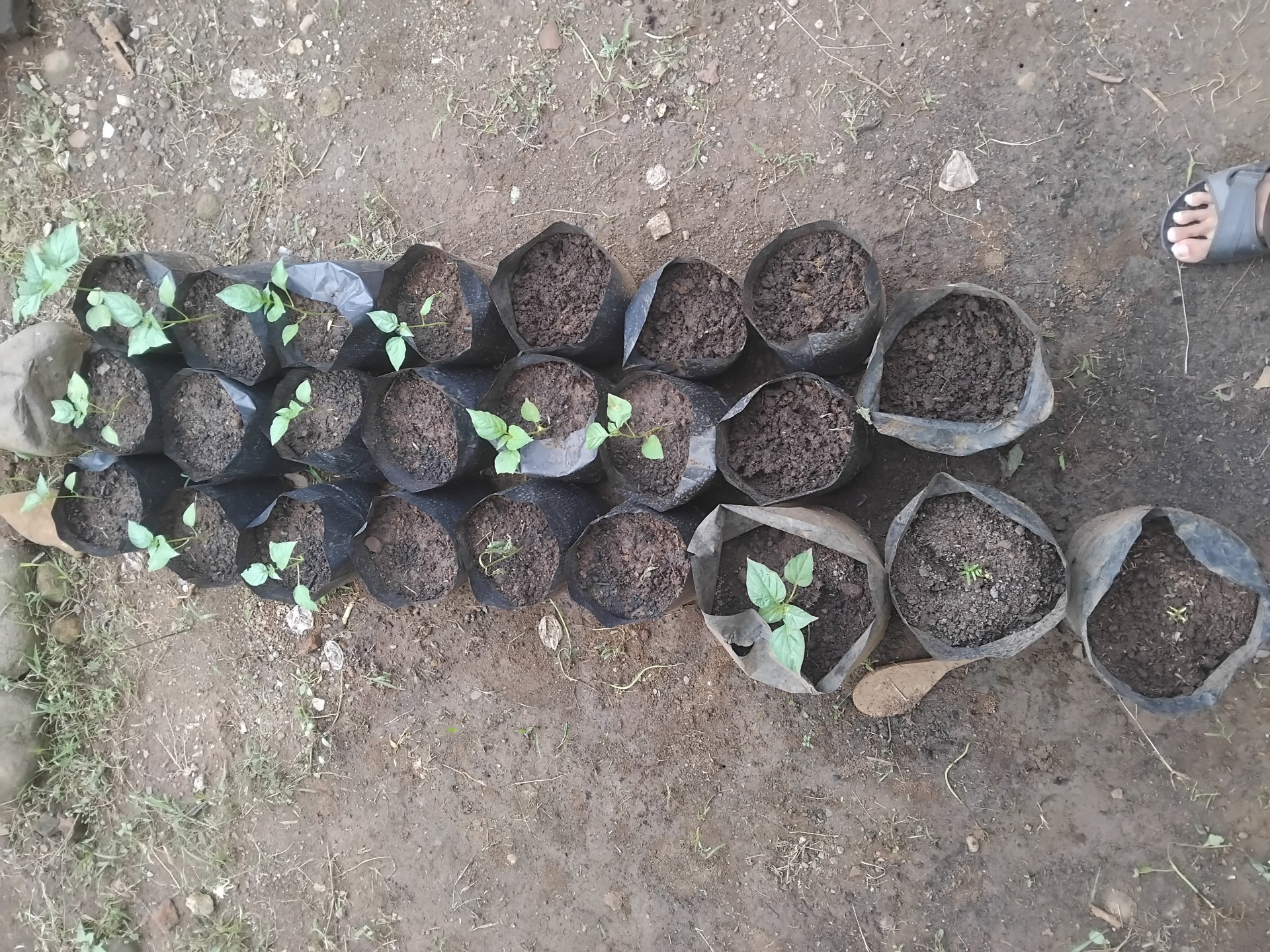 Monitoring Lahan Penanaman Cabai Dan Kangkung di Lahan KWT