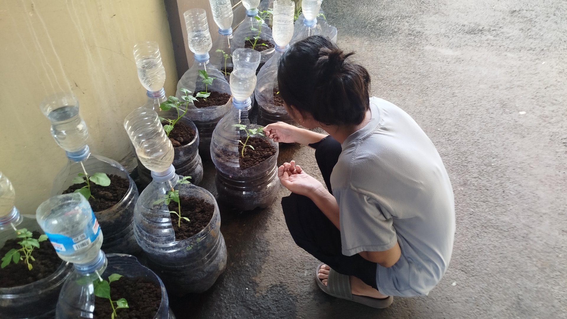 Monitoring tanaman hasil intensifikasi pekarangan