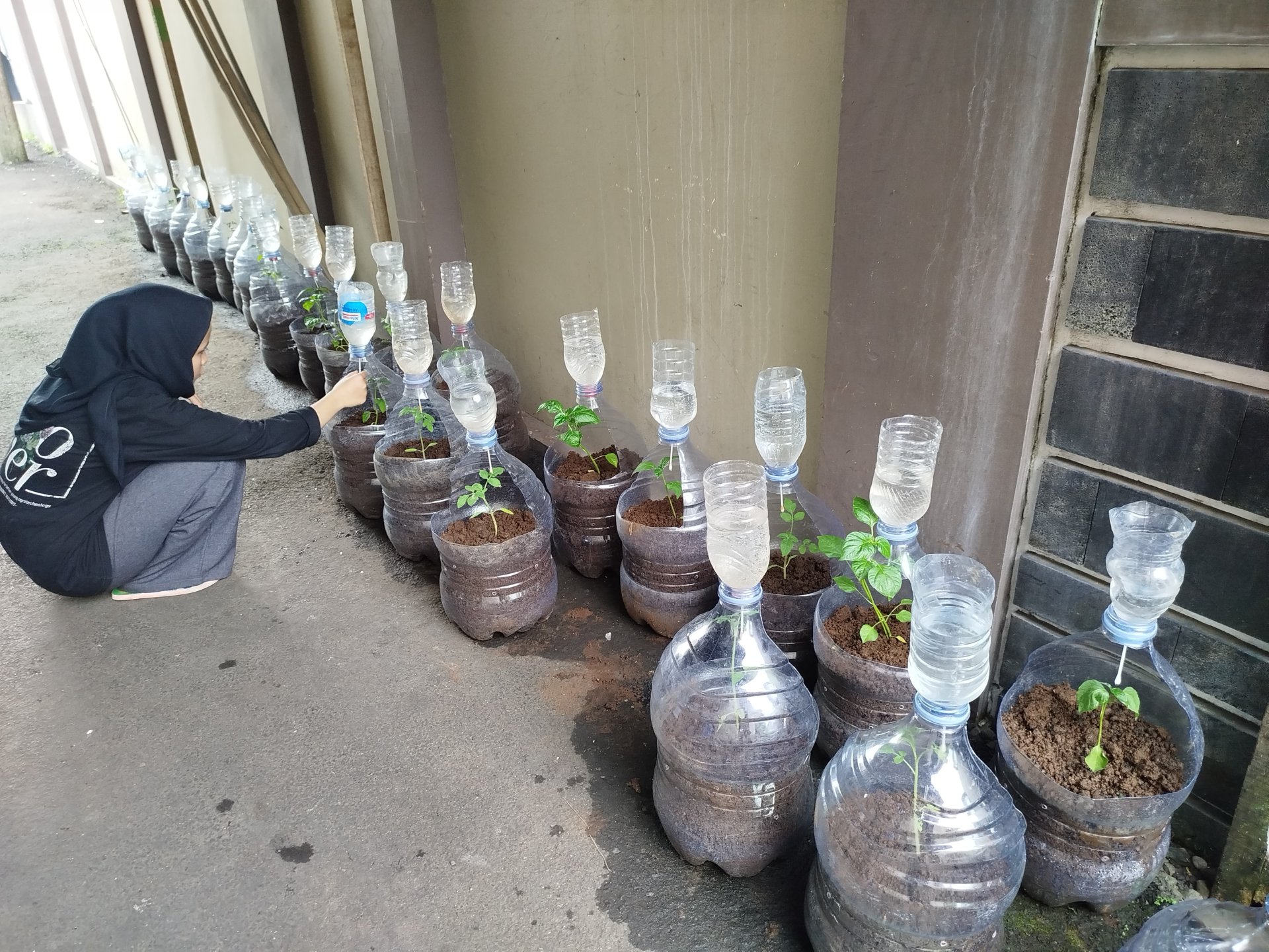 Monitoring intensifikasi perkarangan dengan sistem irigasi tetes