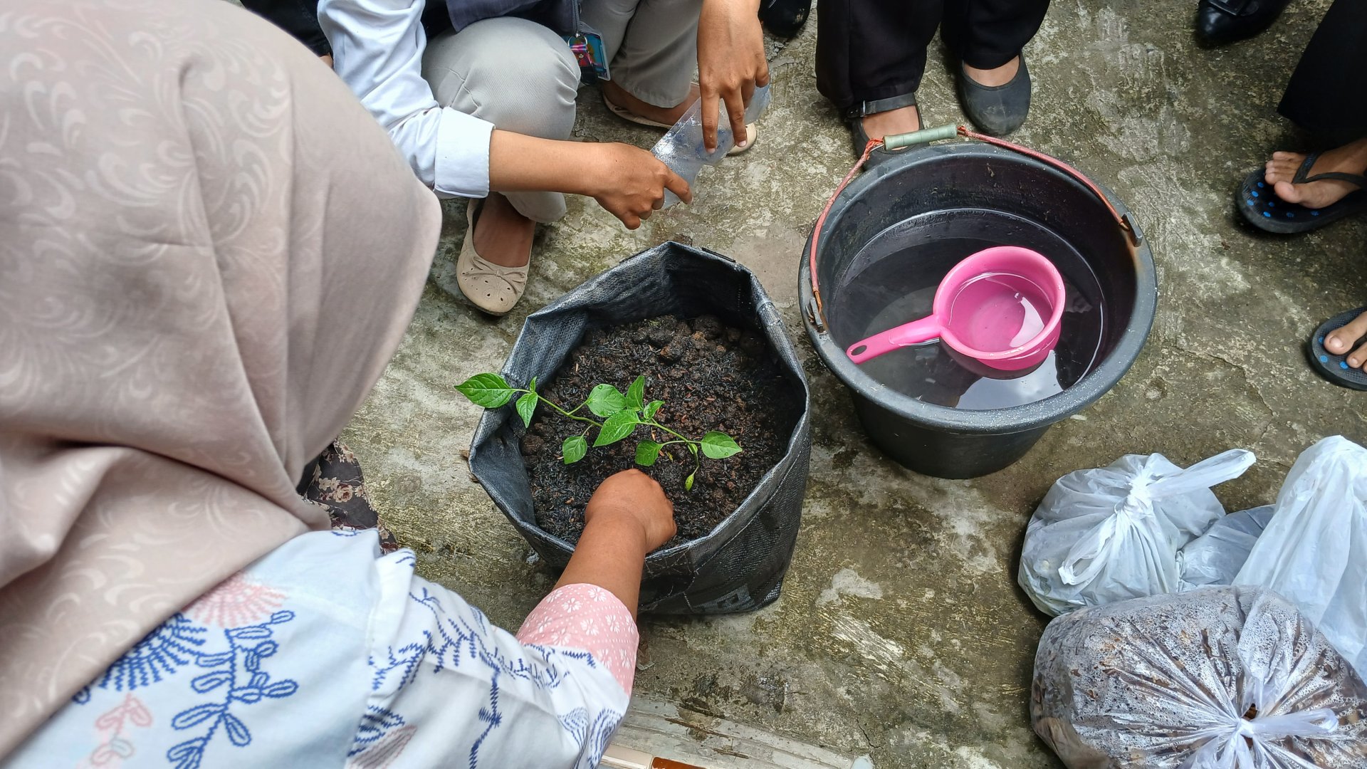 Penanaman Cabai di Planter Bag