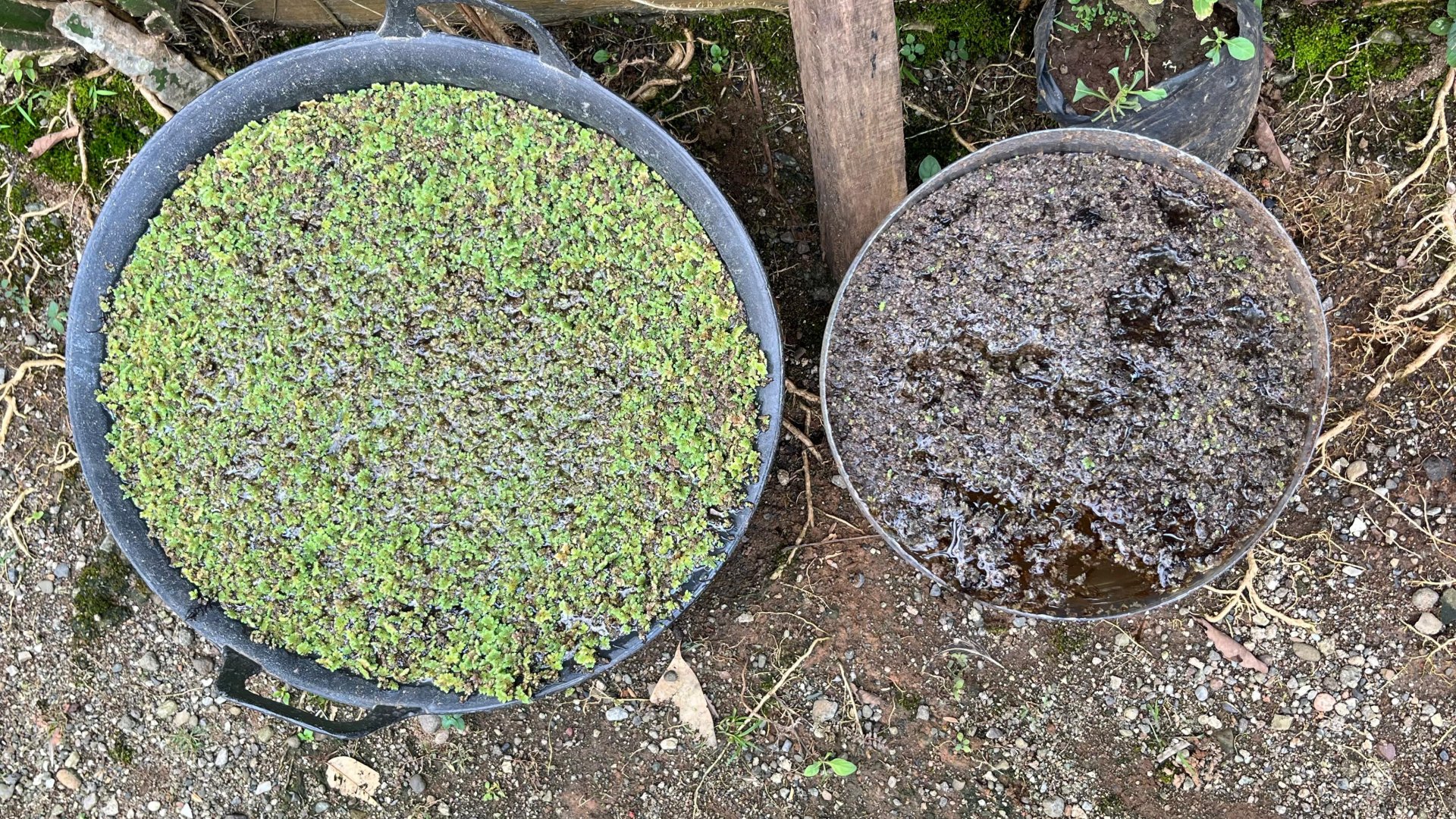 Pembuatan Kolam Budidaya Azola