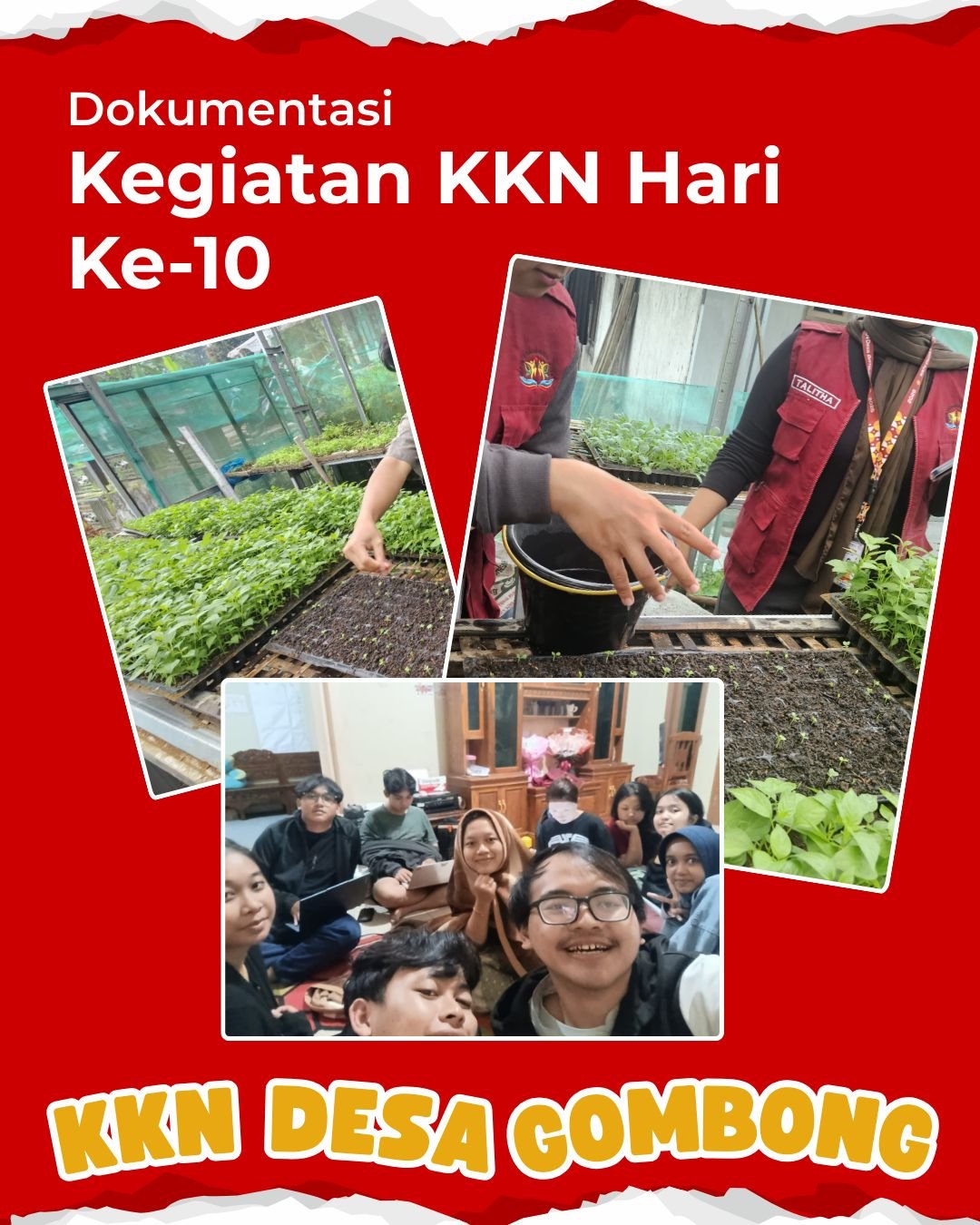 Maintenance Bibit Kale KWT Sumber Rezzeki Gombong Silemped & Perencanaan proker 3 Hari kedepan