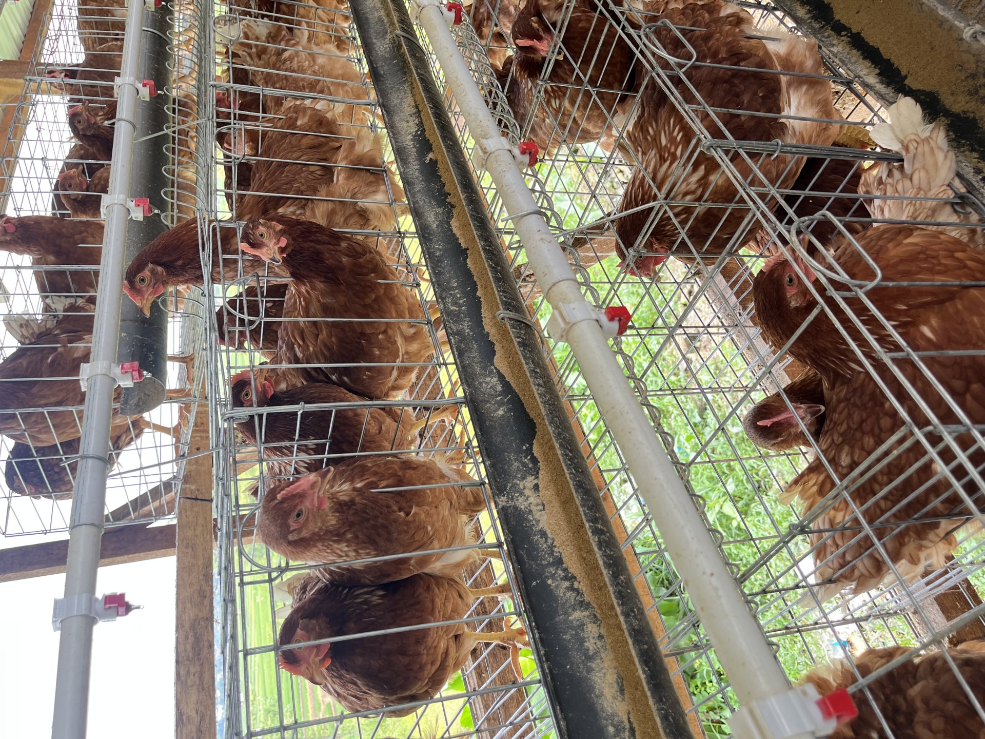 Sosialisasi Manajemen Ayam Petelur