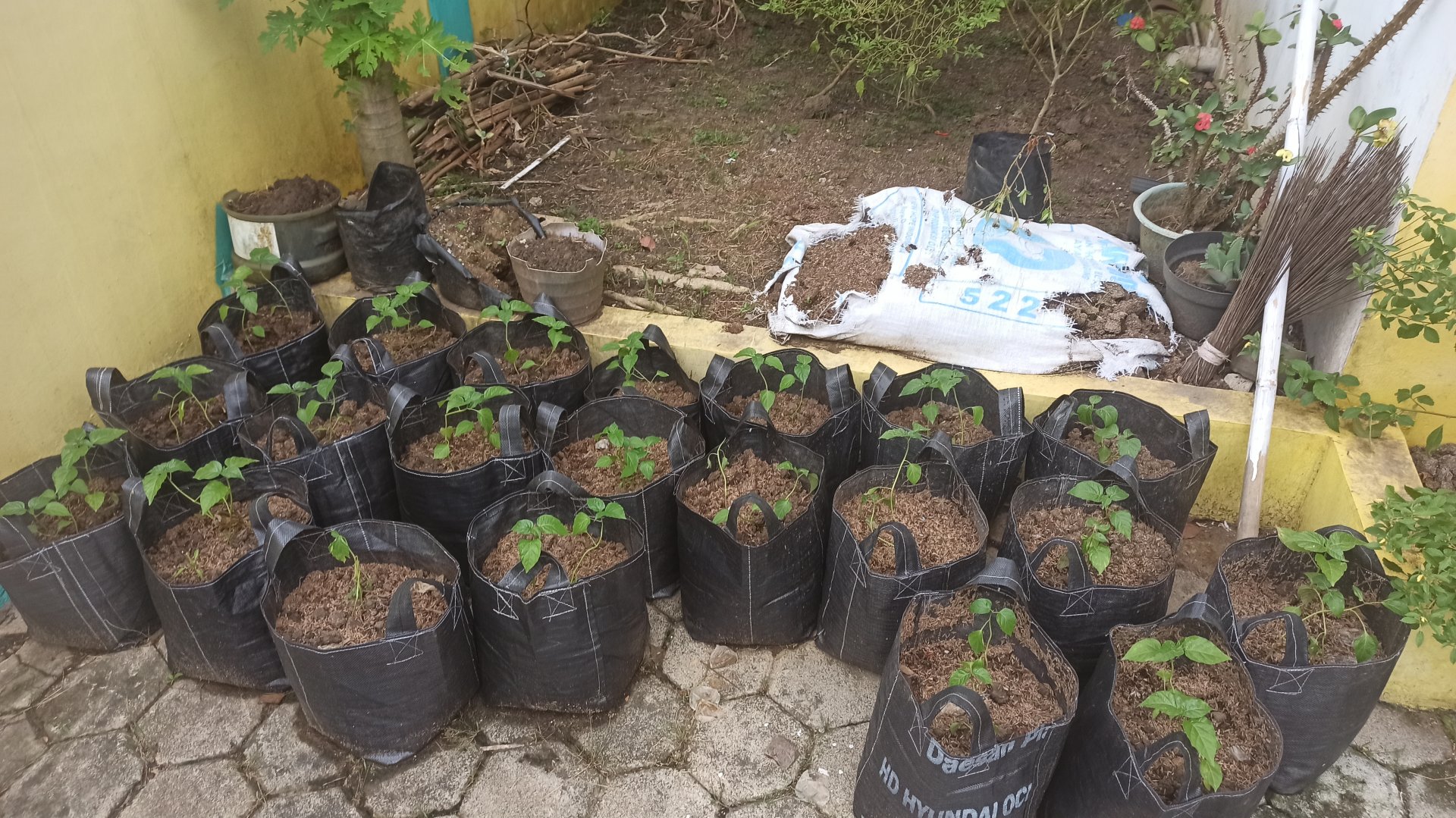 Day 10 - Cek Tanaman Cabai dan Bersih-bersih Posko