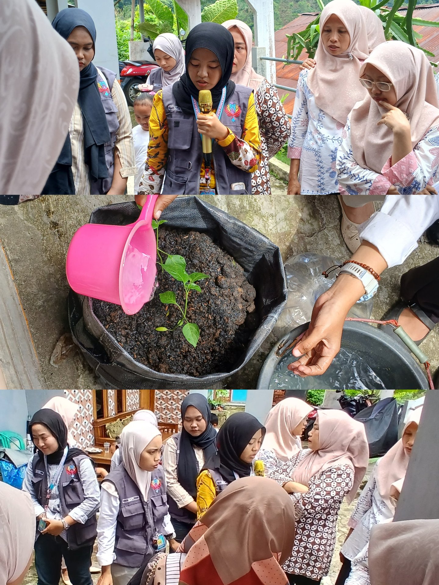 Penanaman Cabai di Planter Bag