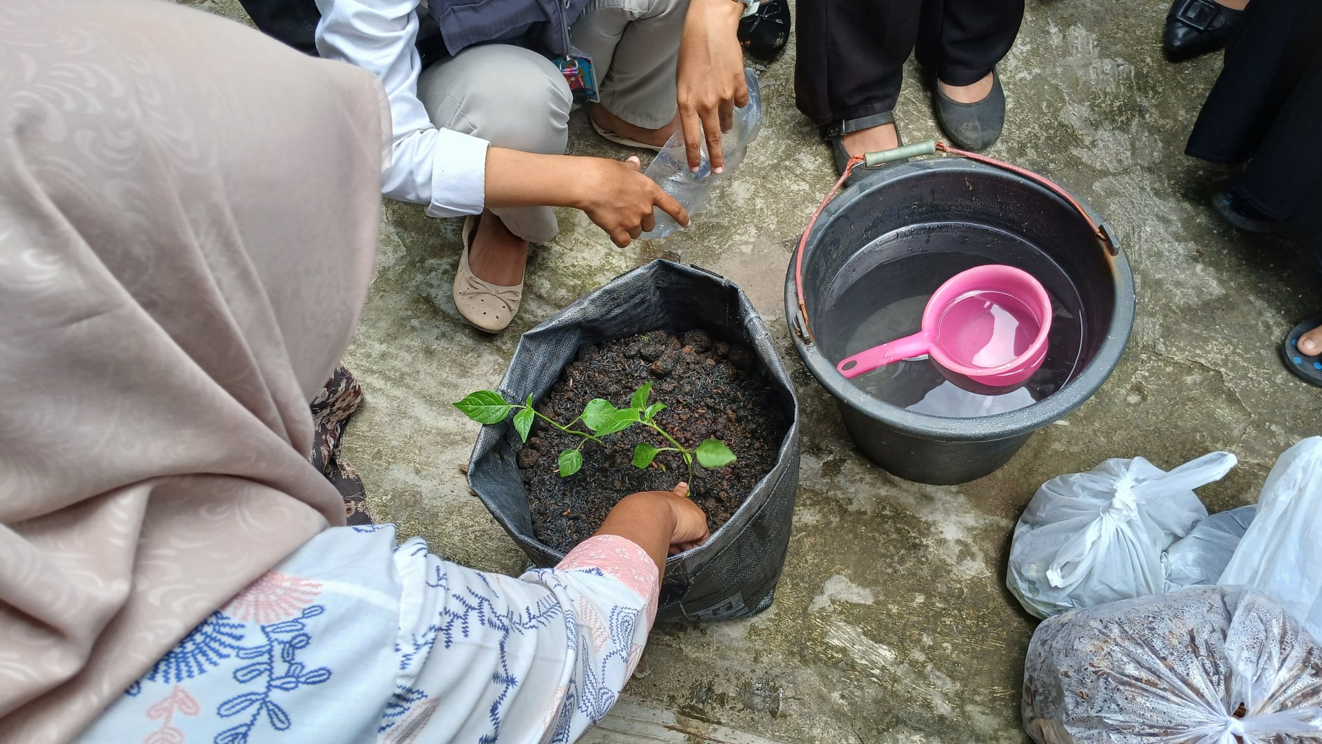 Penanaman dan Monitoring Cabai di Planter Bag