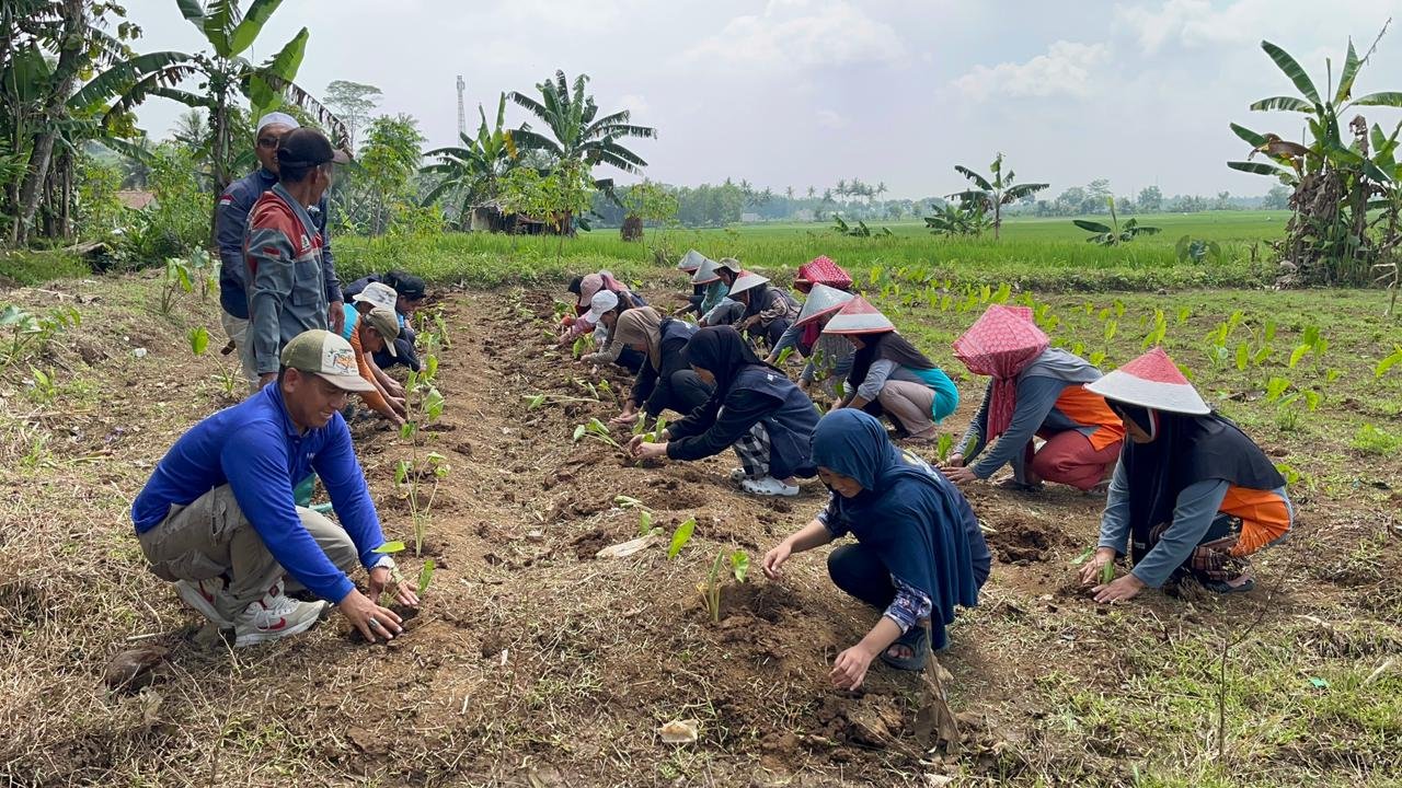 Menanam bibit talas bersama KWT