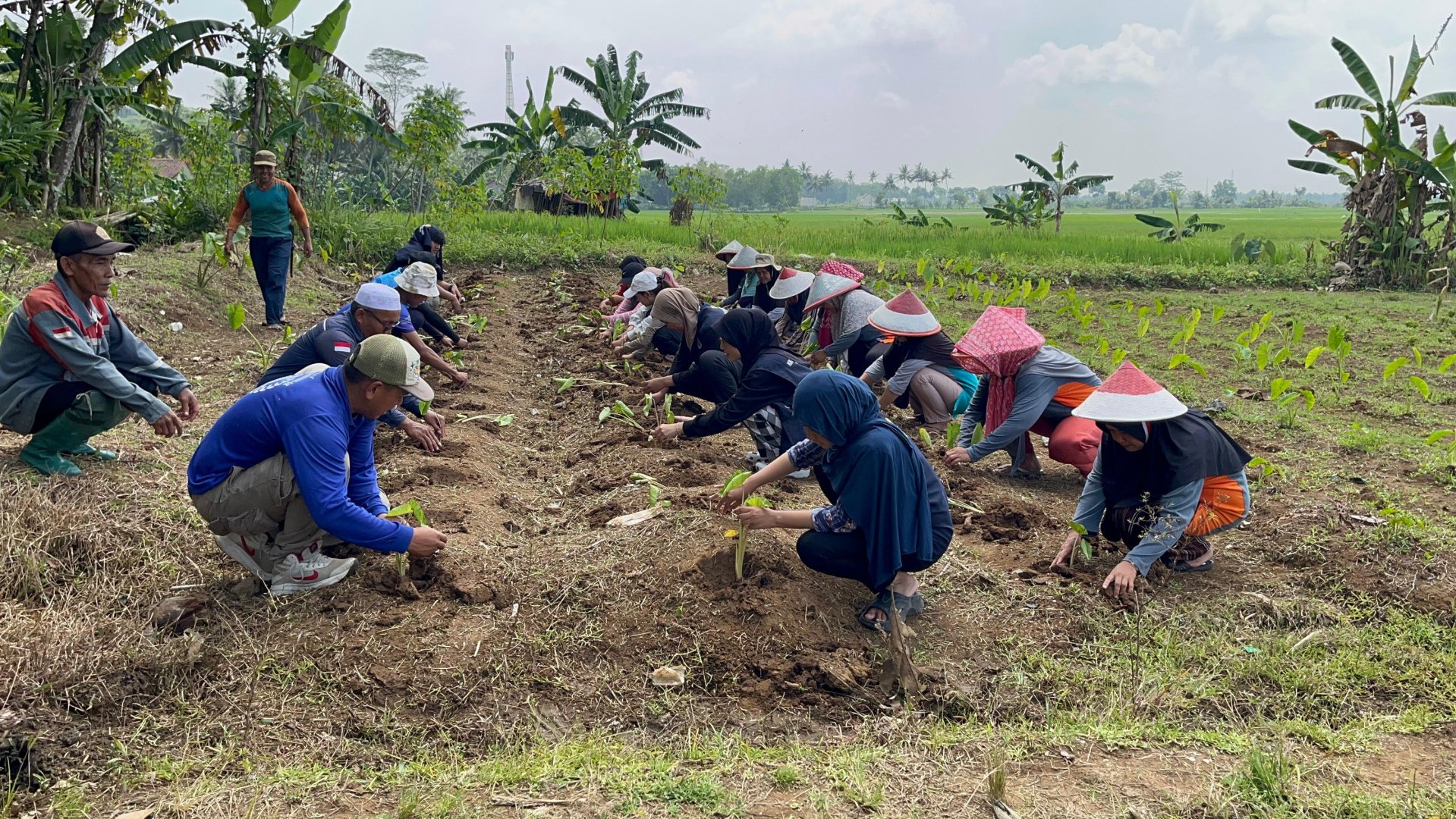 Penanaman Talas Bersama KWT (Kelompok Wanita Tani)