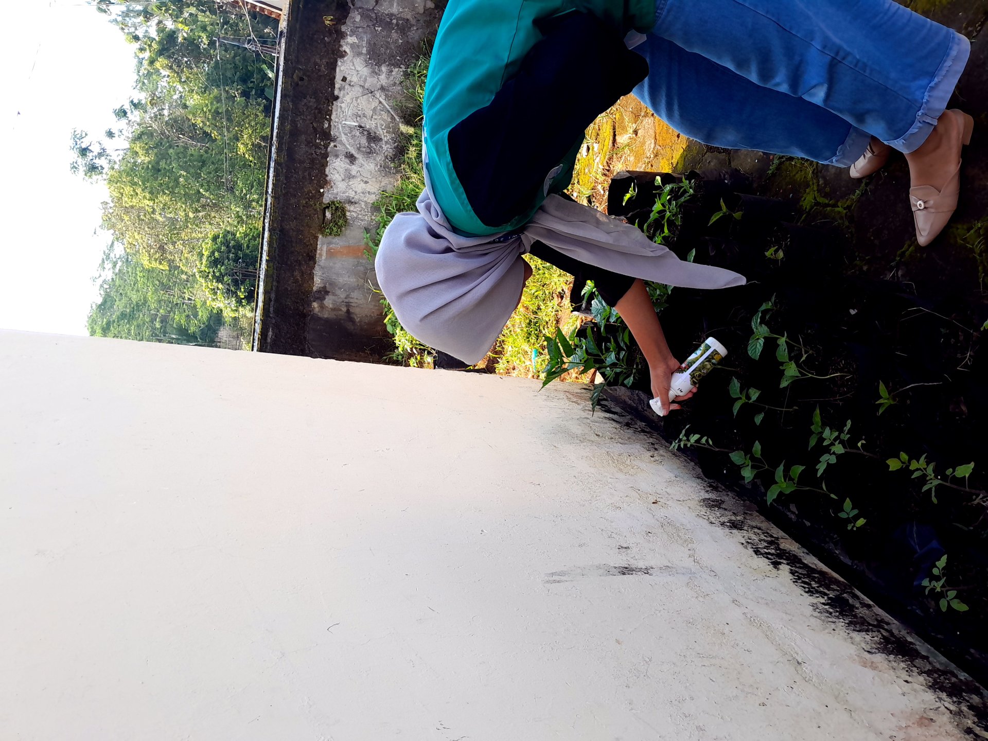 KKN Kemawi hari Sabtu Pemantauan Tanaman