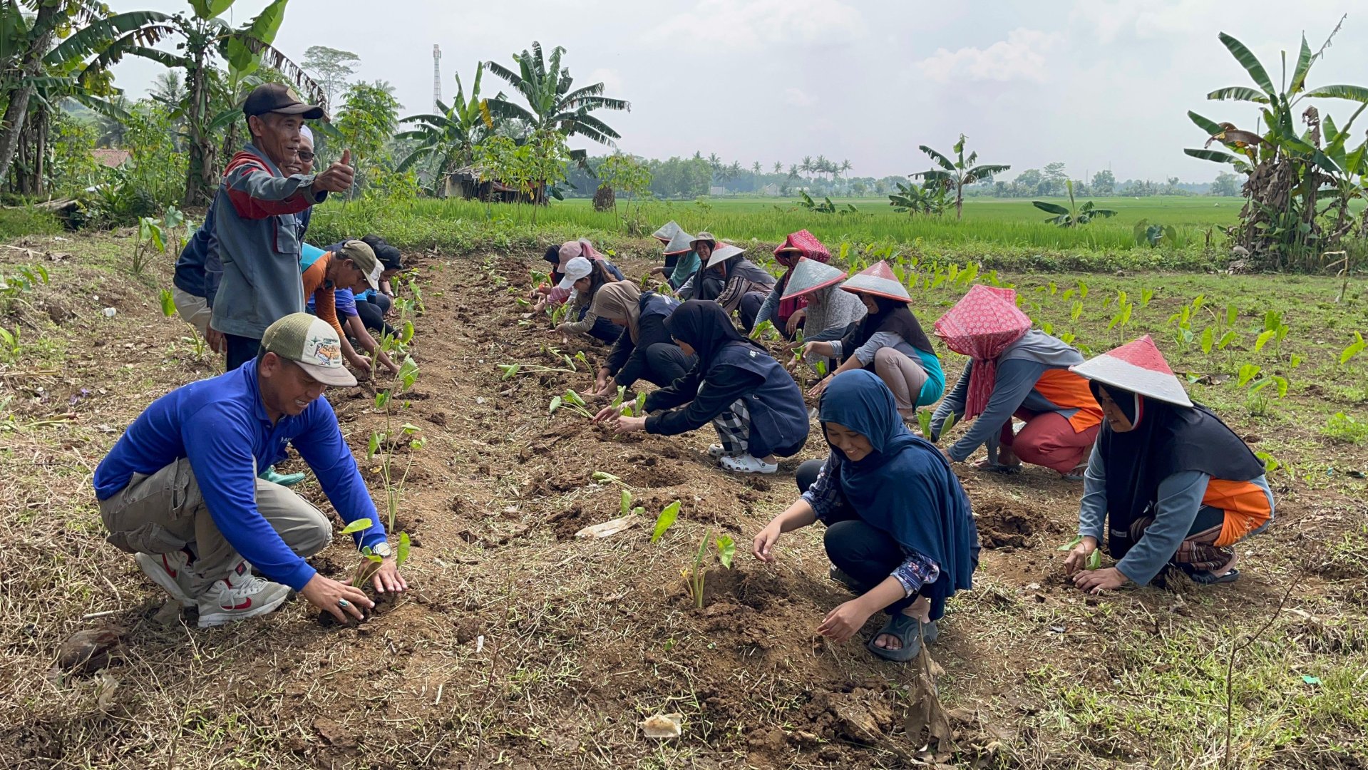Kegiatan Penanaman Talas
