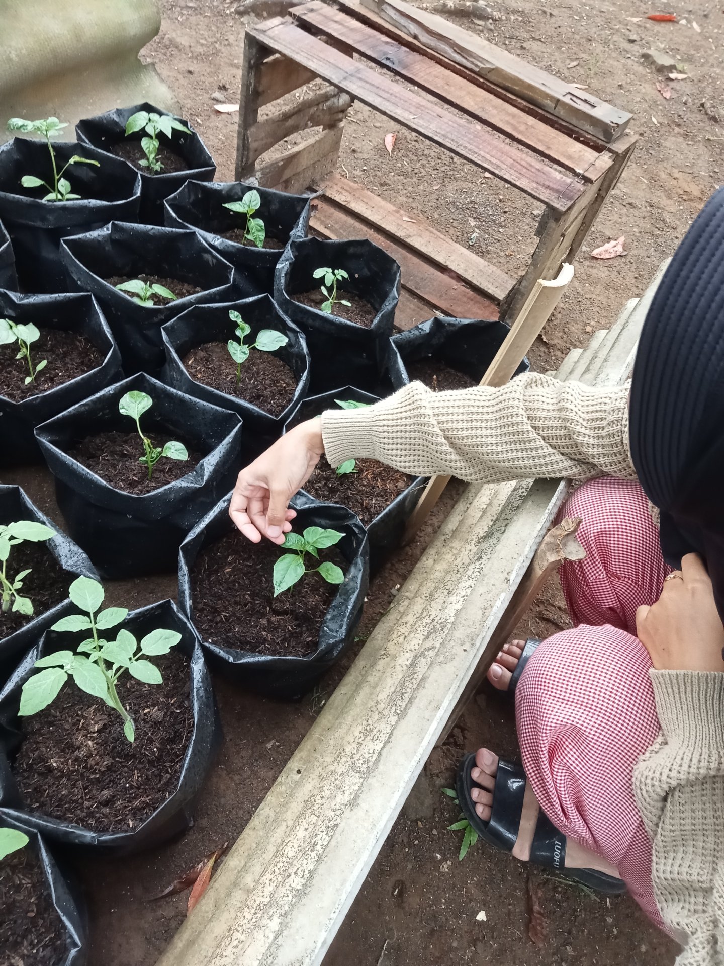 Controlling Intensifikasi Pekarangan hari ke-8
