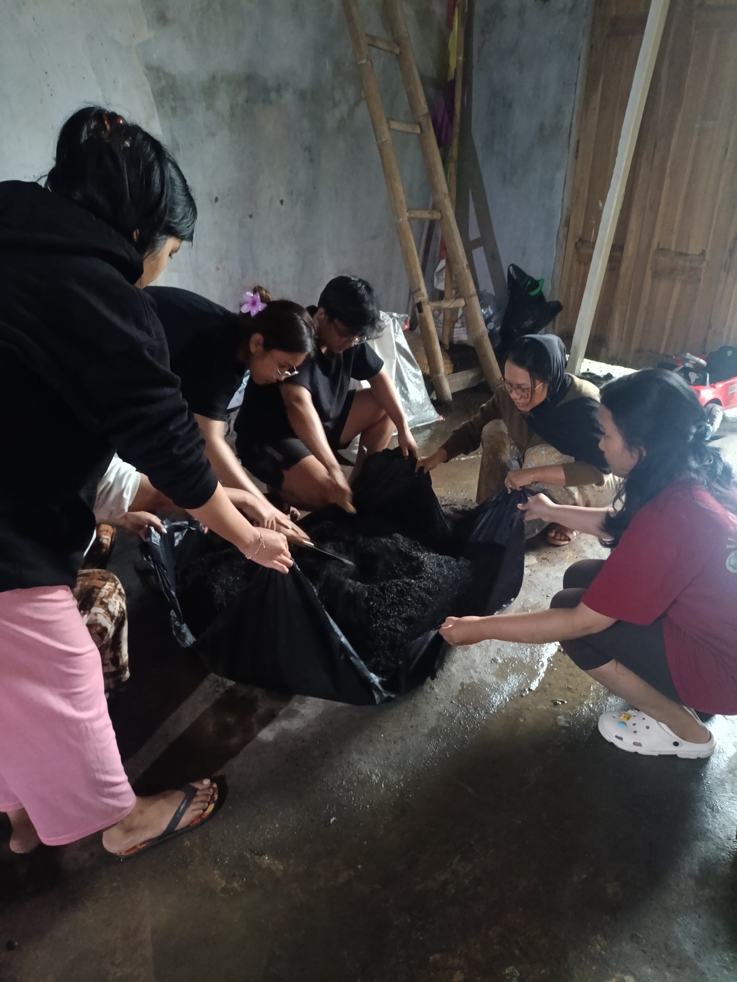 Persiapan Media Tanam Bibit Kale Kriting