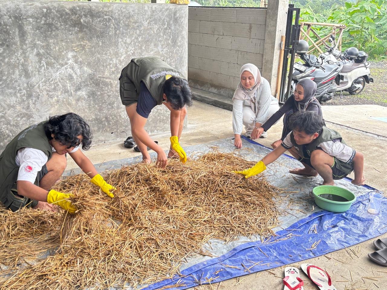 KKN HARI KE 11 - PEMBUATAN SILASE DI BUMDES PETERNAKAN SAPI