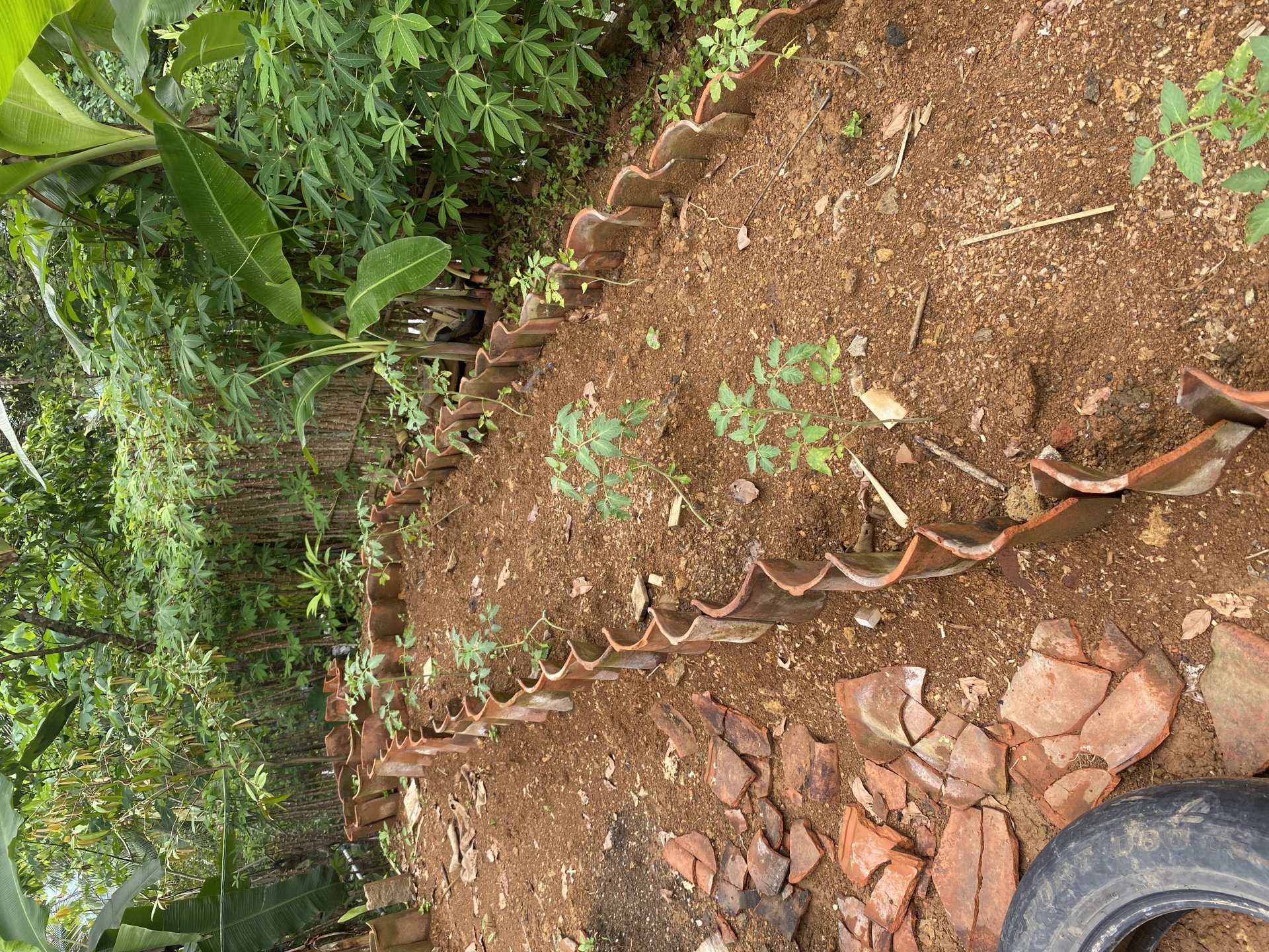 Survey Lahan Penanaman Bibit Proker Divisi Lingkungan