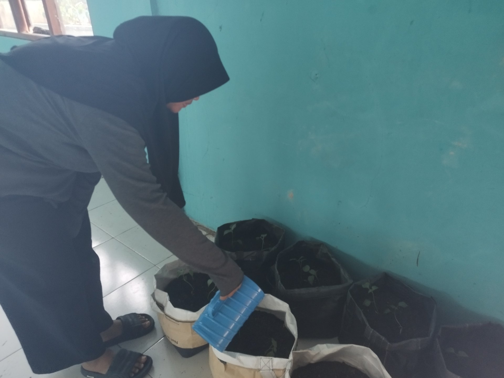 Program Kerja Bidang Lingkungan Monitoring Tanaman Cabai