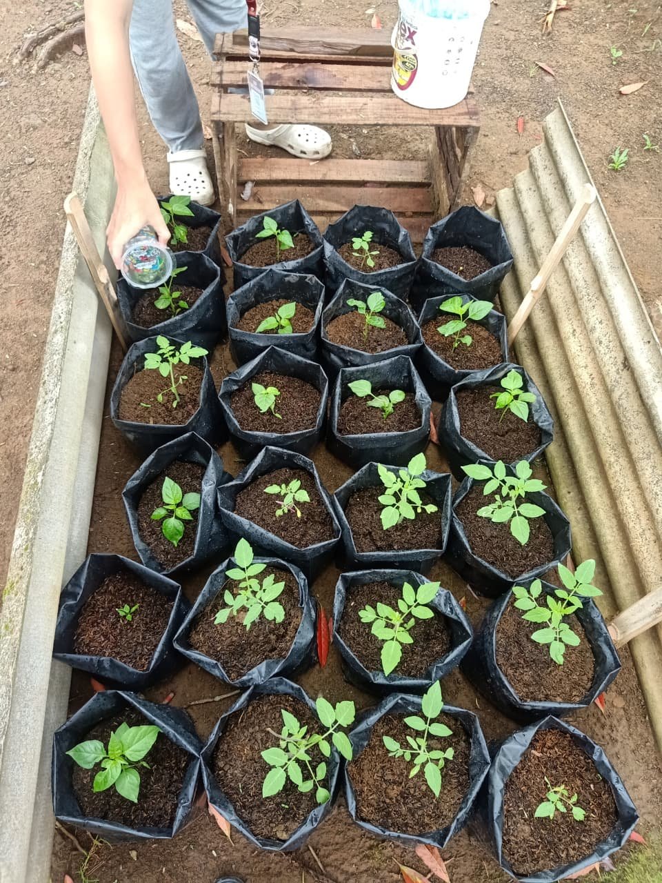 Controlling Intensifikasi Pekarangan