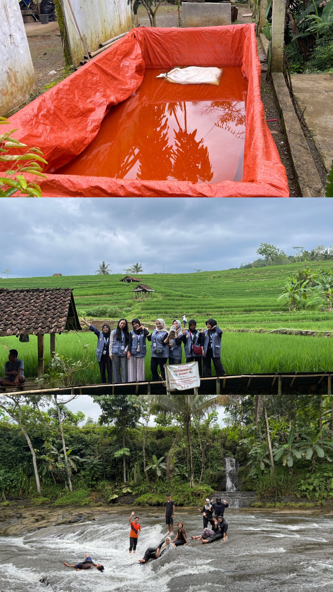 Day 12-monitoring kolam budidaya azola, berkunjung kolam kelompok tani dan kunjungan ke sungai desa