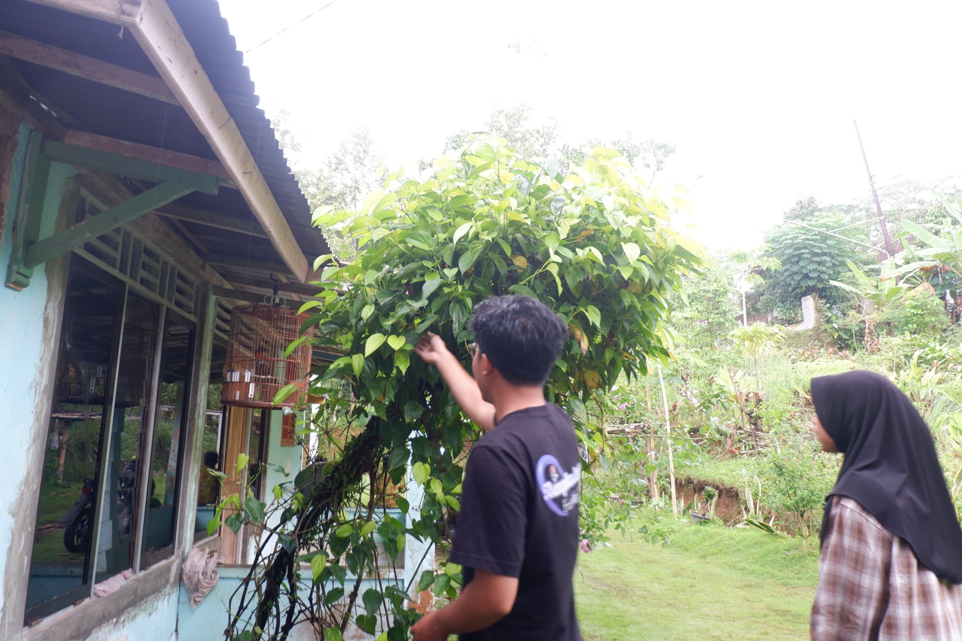 Persiapan Bahan Biopestisida Ramah Lingkungan