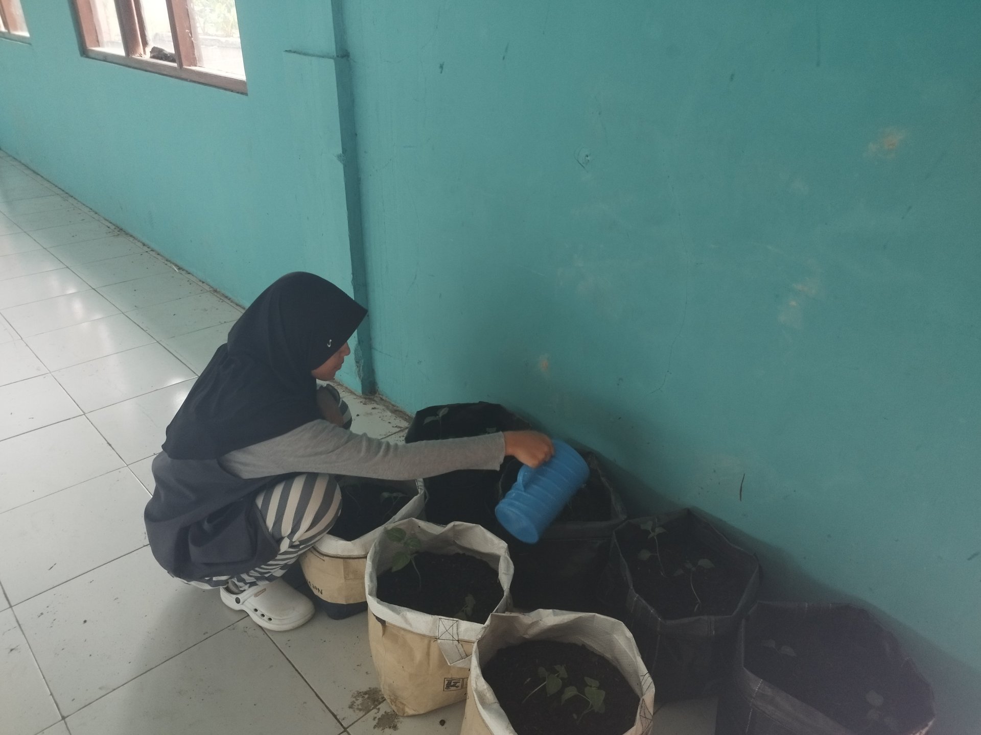 Monitoring tanaman cabai