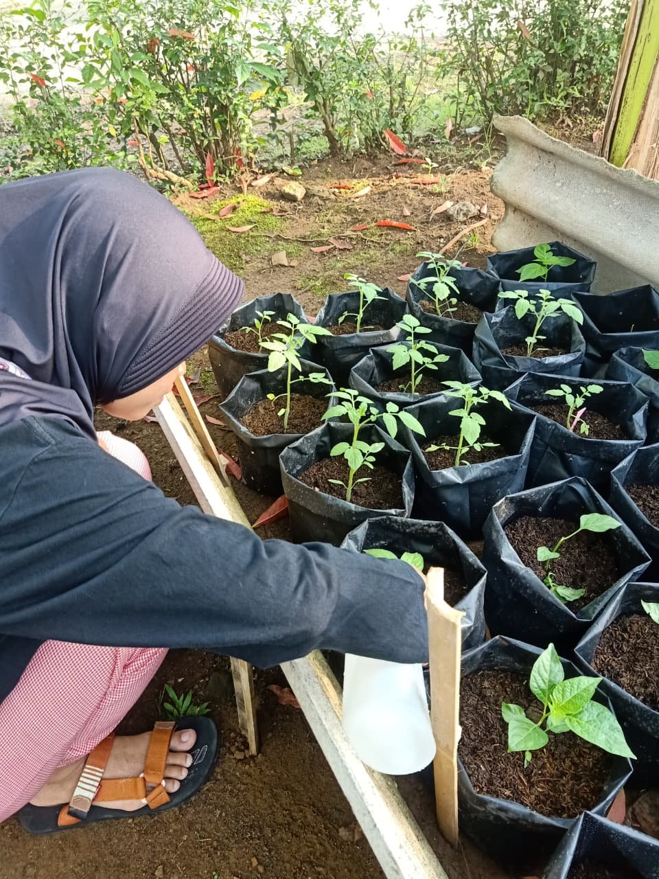 Controlling Intensifikasi Pekarangan hari ke-10