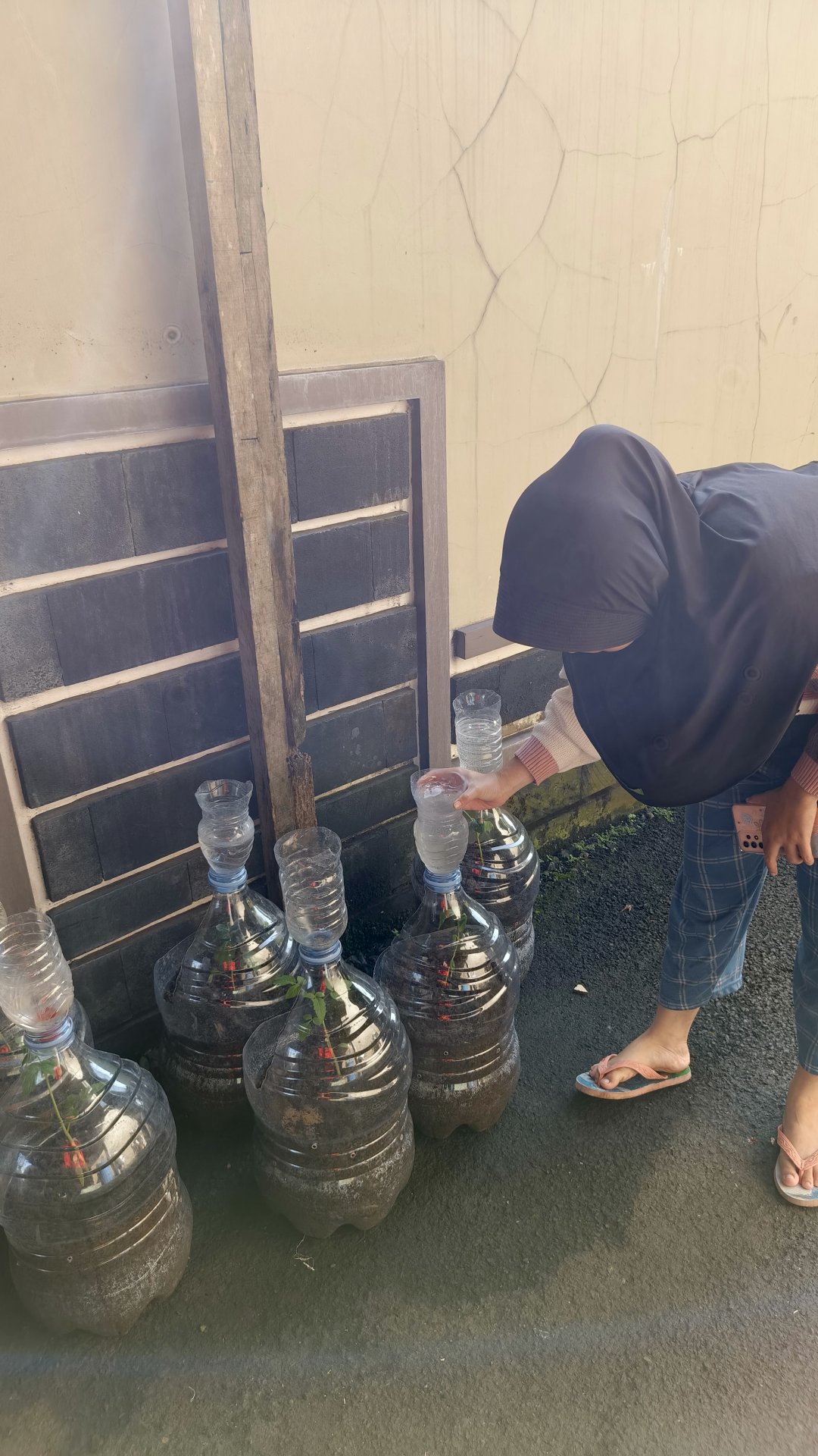 monitoring tanaman hasil intensifikasi perkarangan