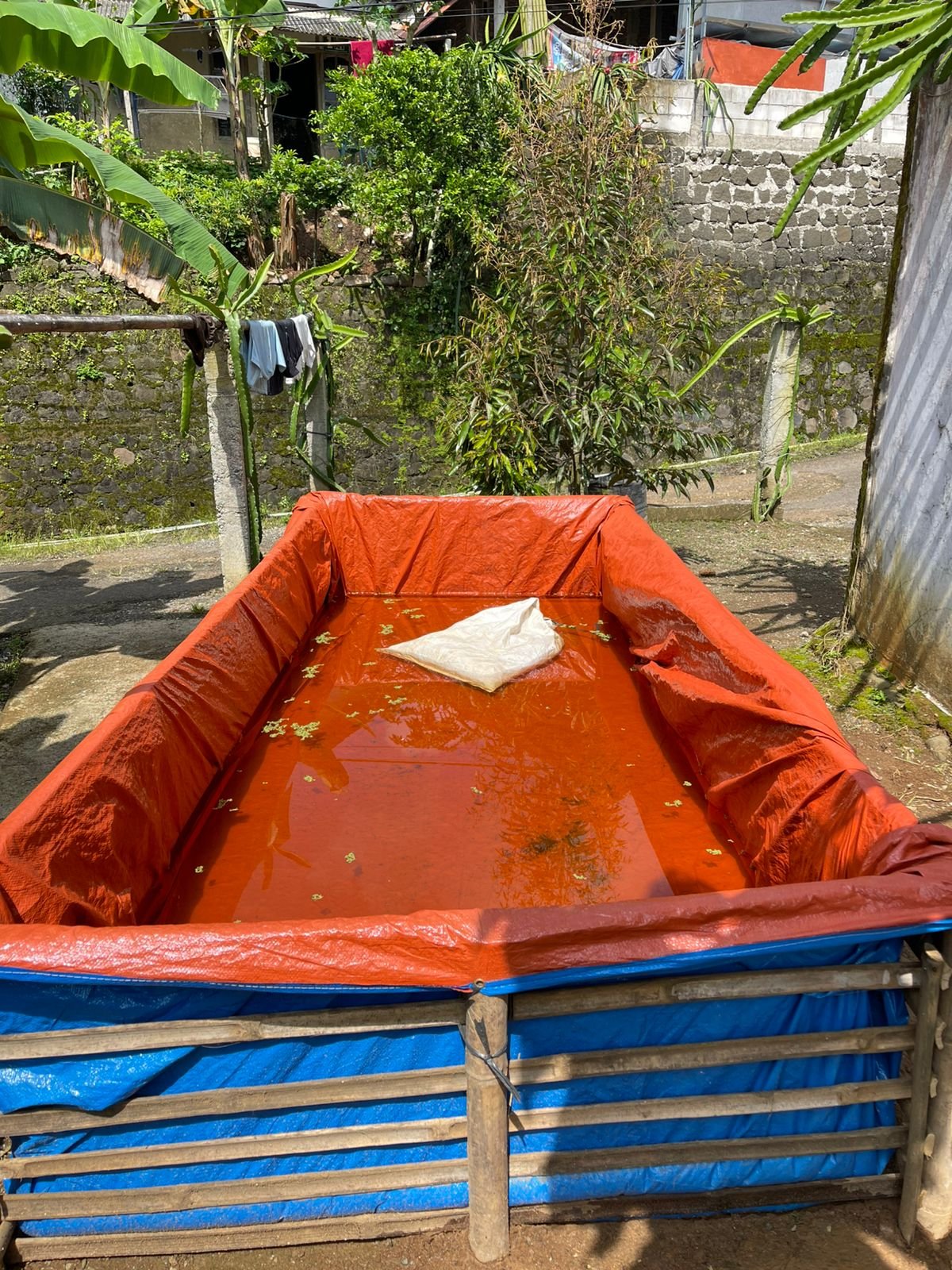 Day 13-Monitoring perkembangan azolla dan melarisi umkm