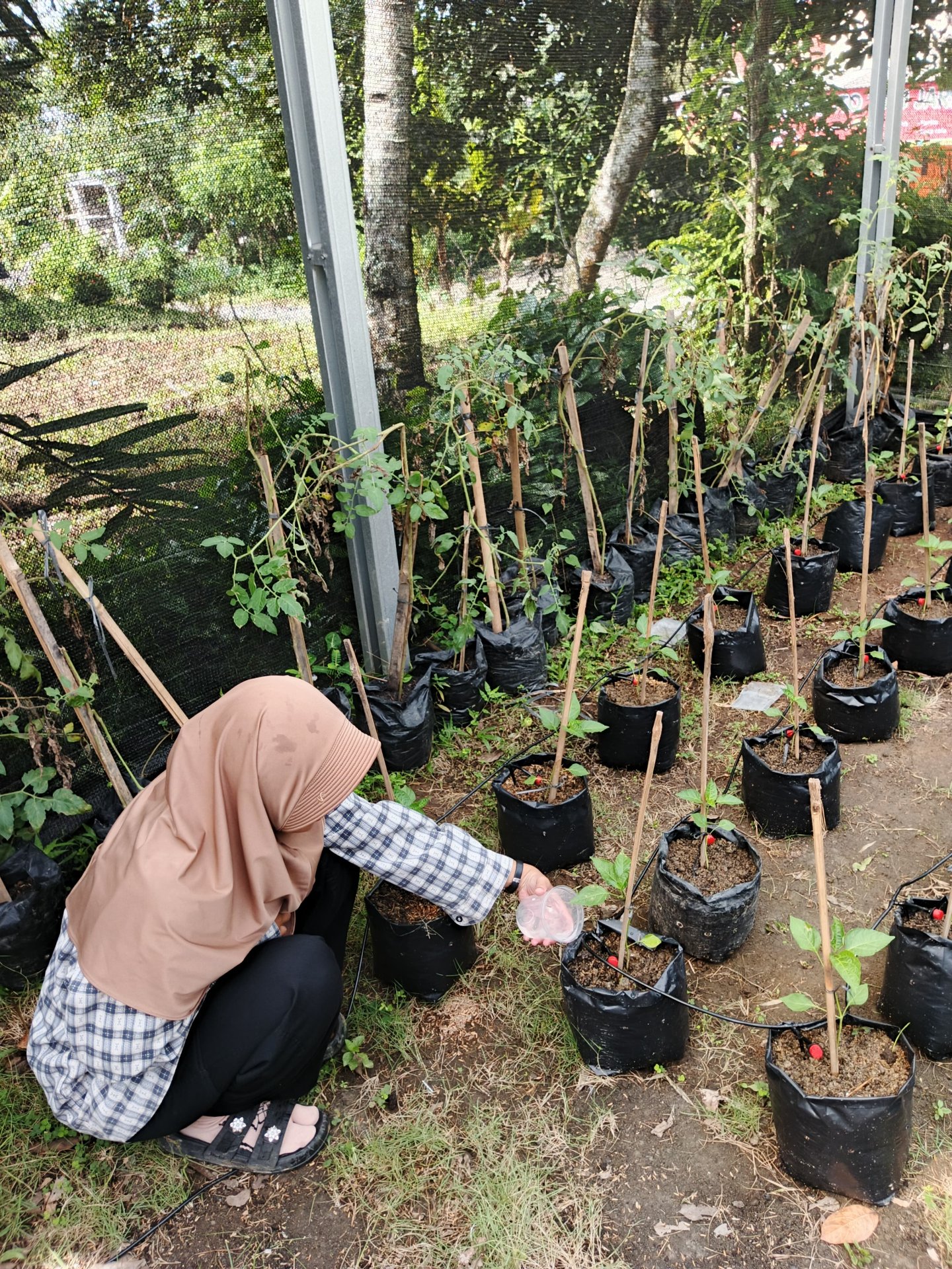 Intensifikasi pekarangan tanaman cabai 7 HST
