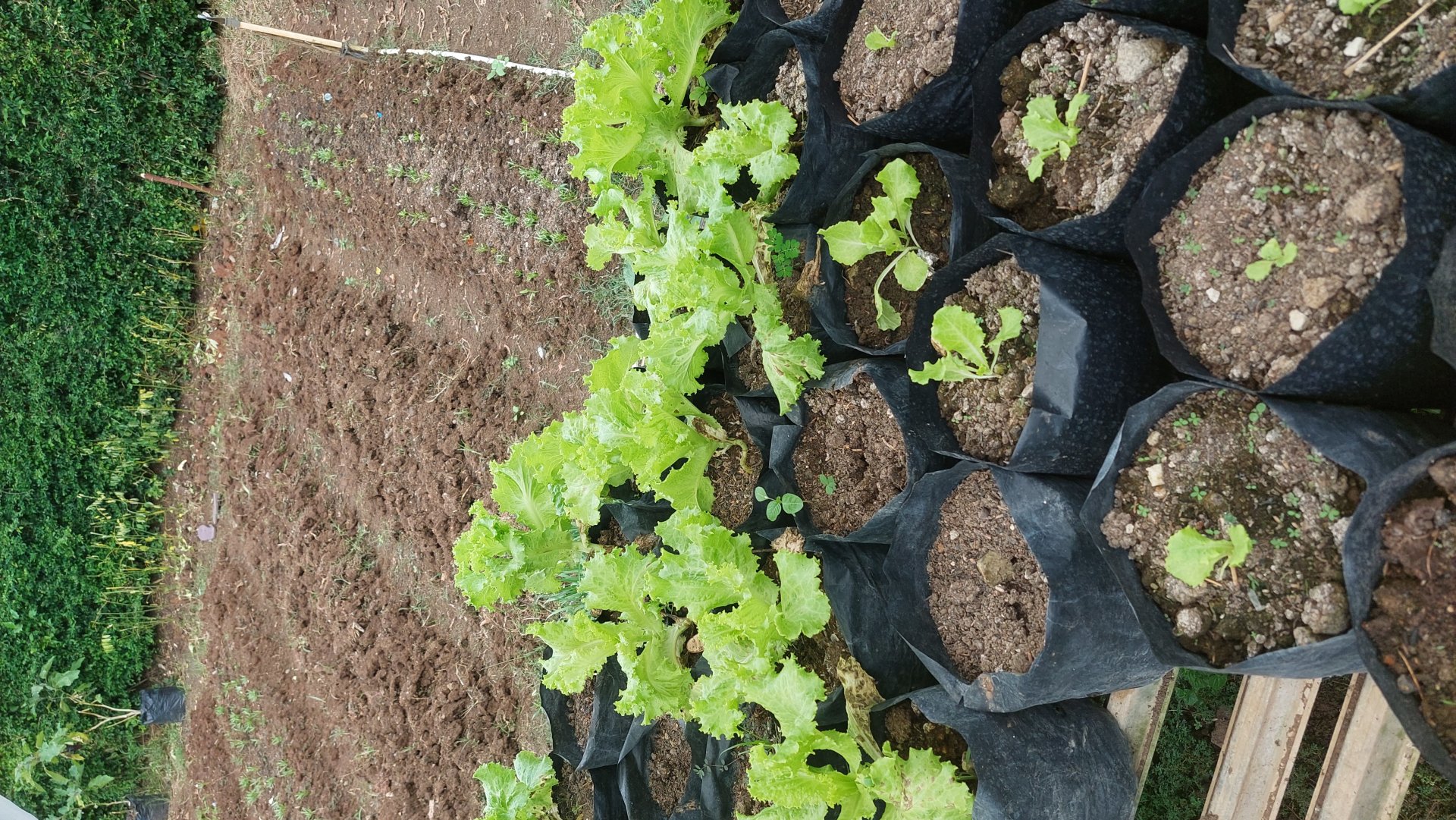 Koordinasi tanggal kegiatan