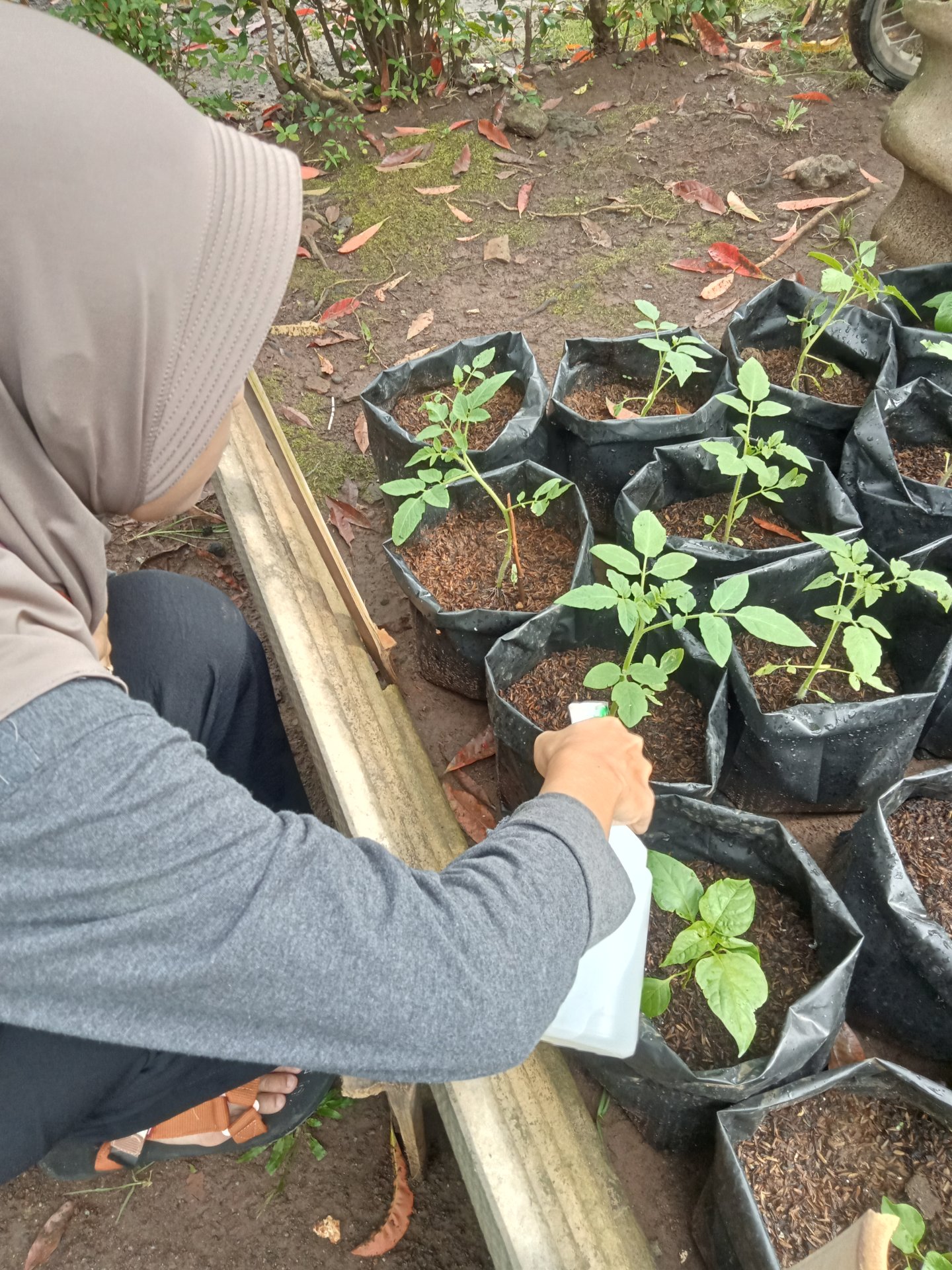 Controlling Intensifikasi Pekarangan hari ke-11 (20 Januari 2026)