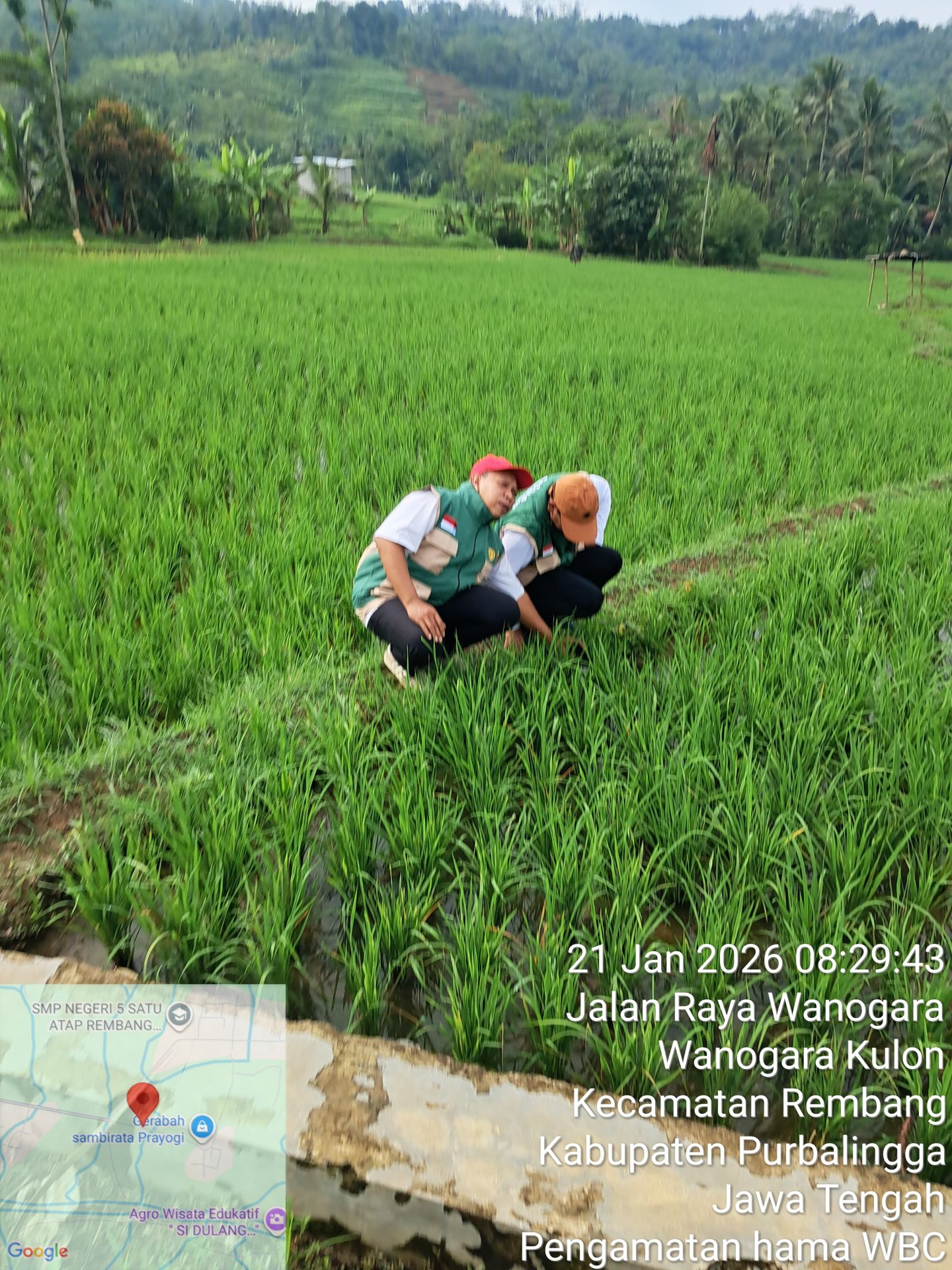 Survei lahan untuk sosialisasi pengendalian hama wereng