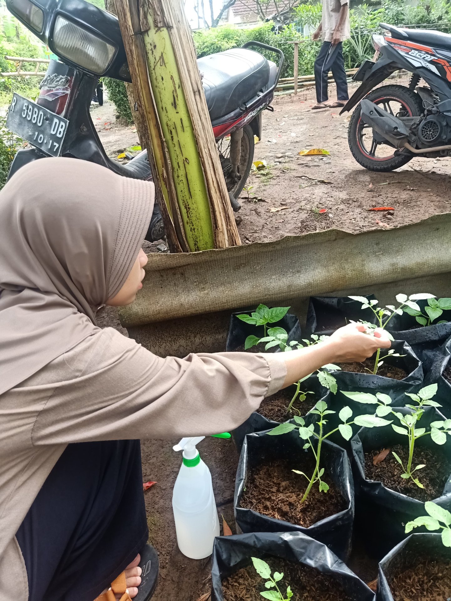 Controlling Intensifikasi Pekarangan hari ke-12