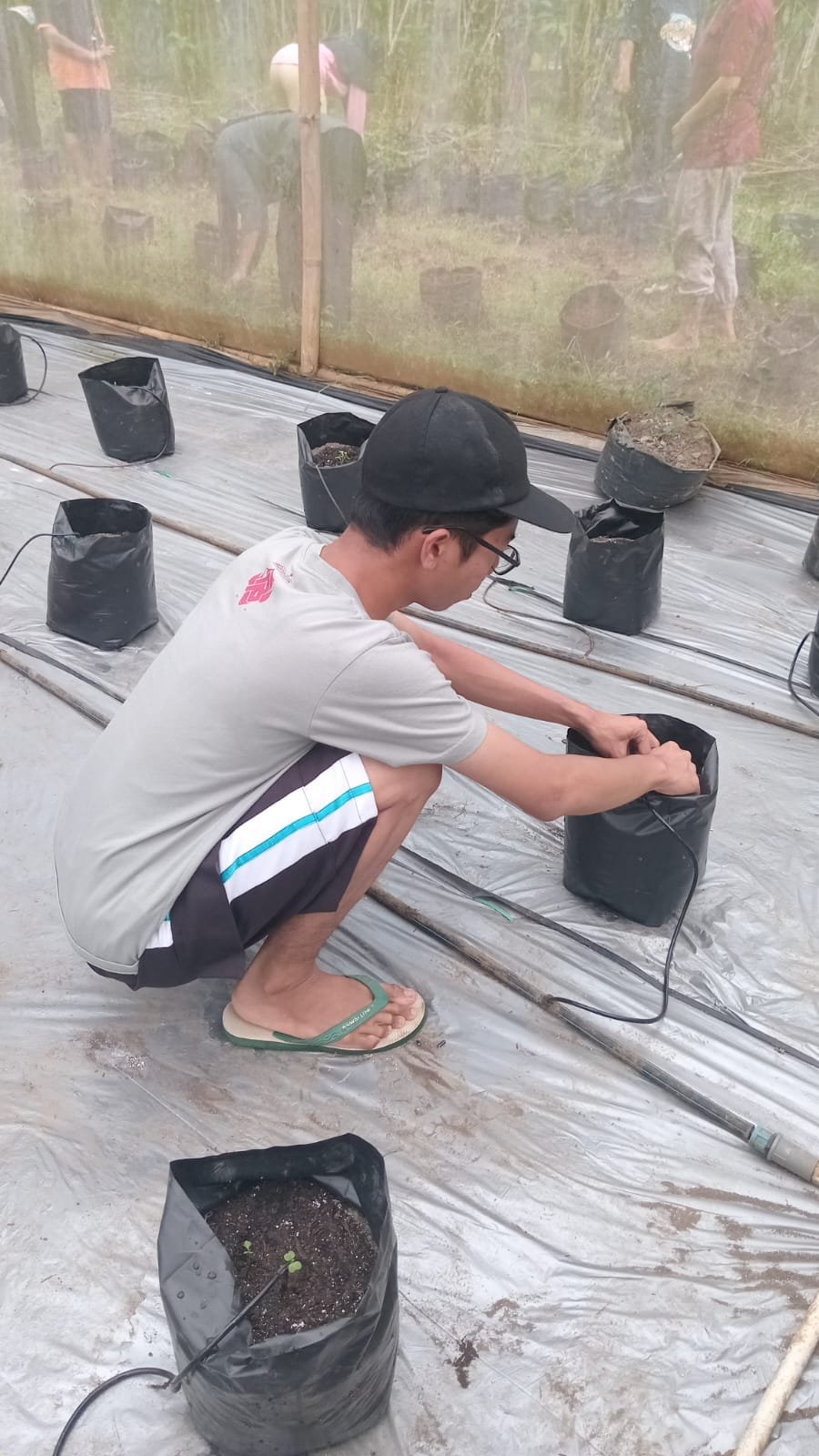 DAY 15 KKN - PENANAMAN PAKCOY DI GREENHOUSE KELOMPOK WANITA TANI (KWT) DESA PLANA