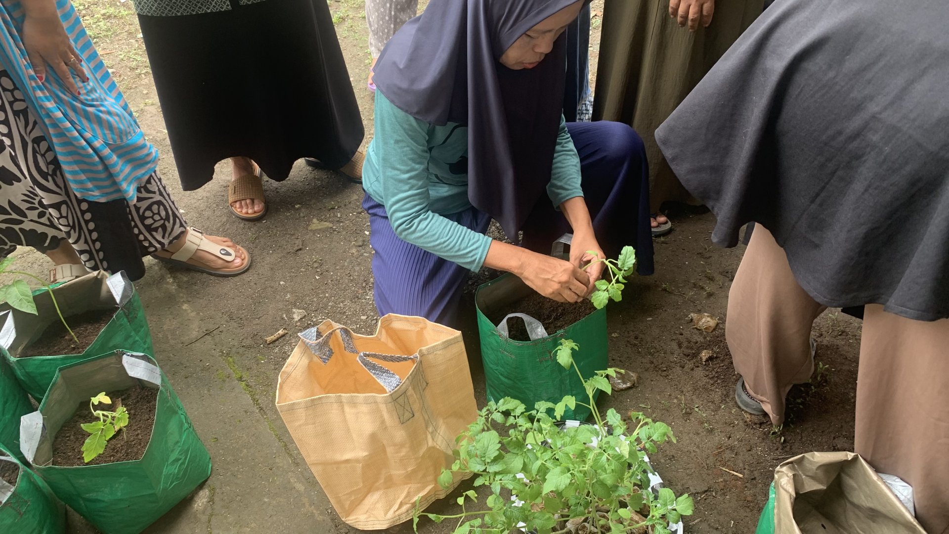 Intensifikasi Pekarangan