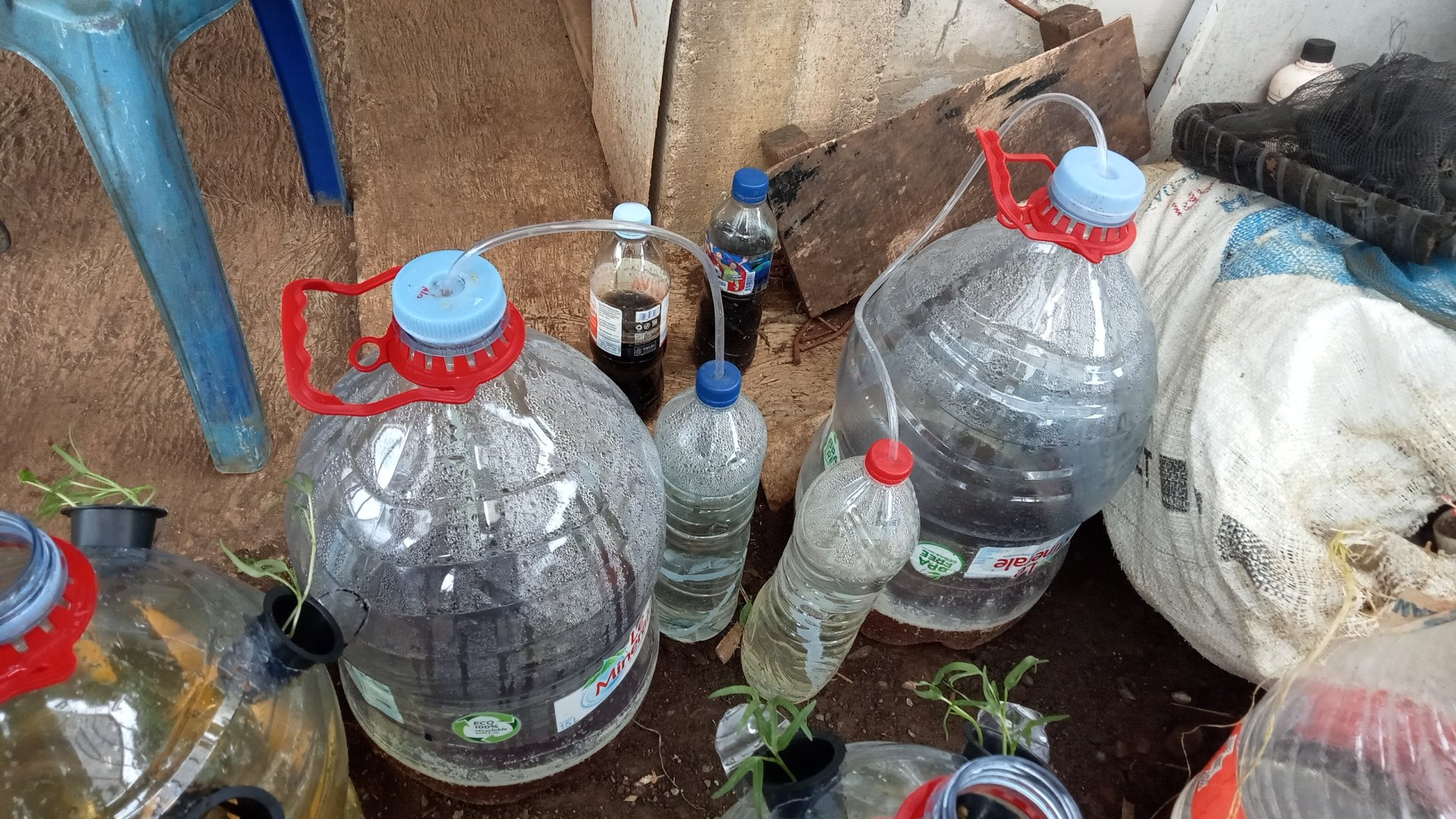 Monitoring POC dari Urin Kambing