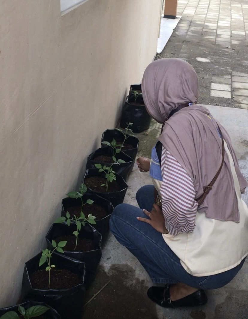 Monitoring Tanaman Cabai dan Terong