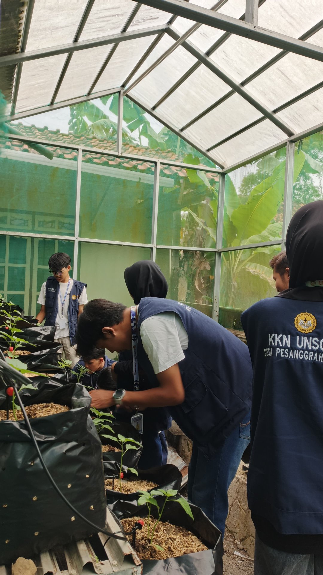 Kegiatan Hari Ke-16 | Monitoring Demplot Pertanian