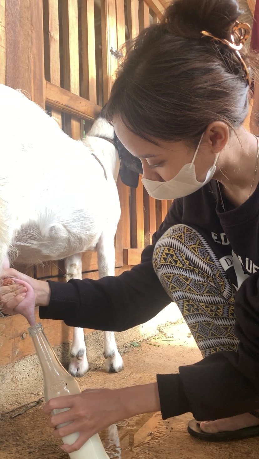 Pemerahan Susu Kambing