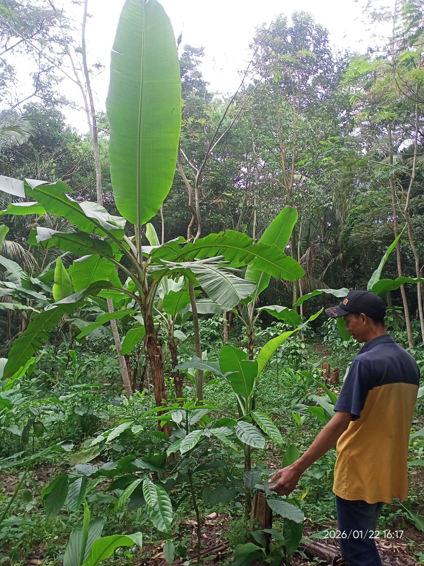Hari ke tujuh belas (17). Pelatihan gemar menabung, sosialisasi dan pelatihan Bullying SDN 01 Mendelem, serta digitalisasi dan pendampingan UMKM