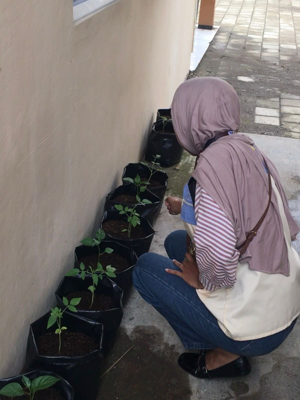 Monitoring Tanaman Cabai dan Terong